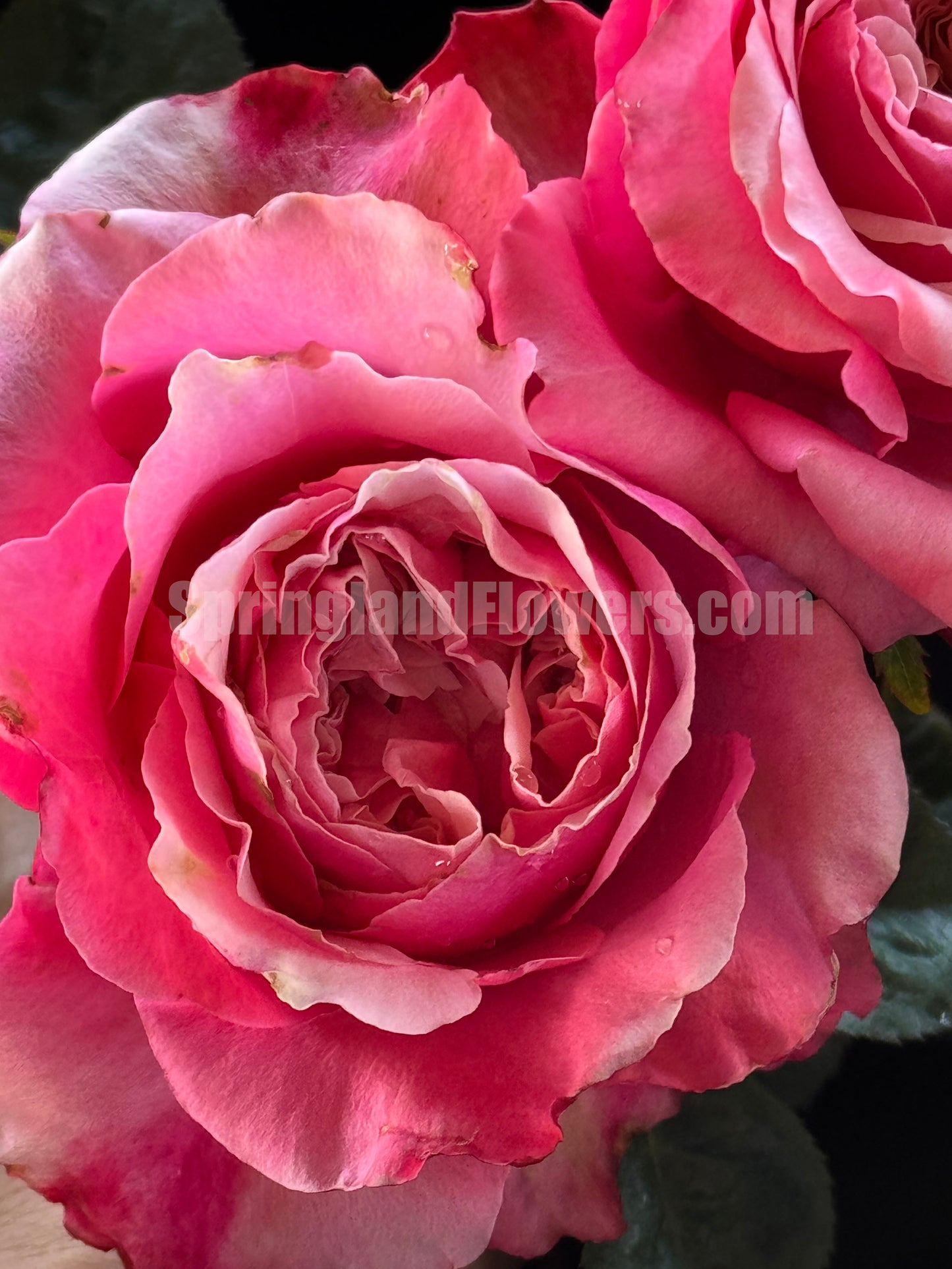 Alter Ego 闺蜜,French Floribunda Florists Rose. Upright,Heat-tolerant, disease-resistant, Non-Grafted/Own Root.
