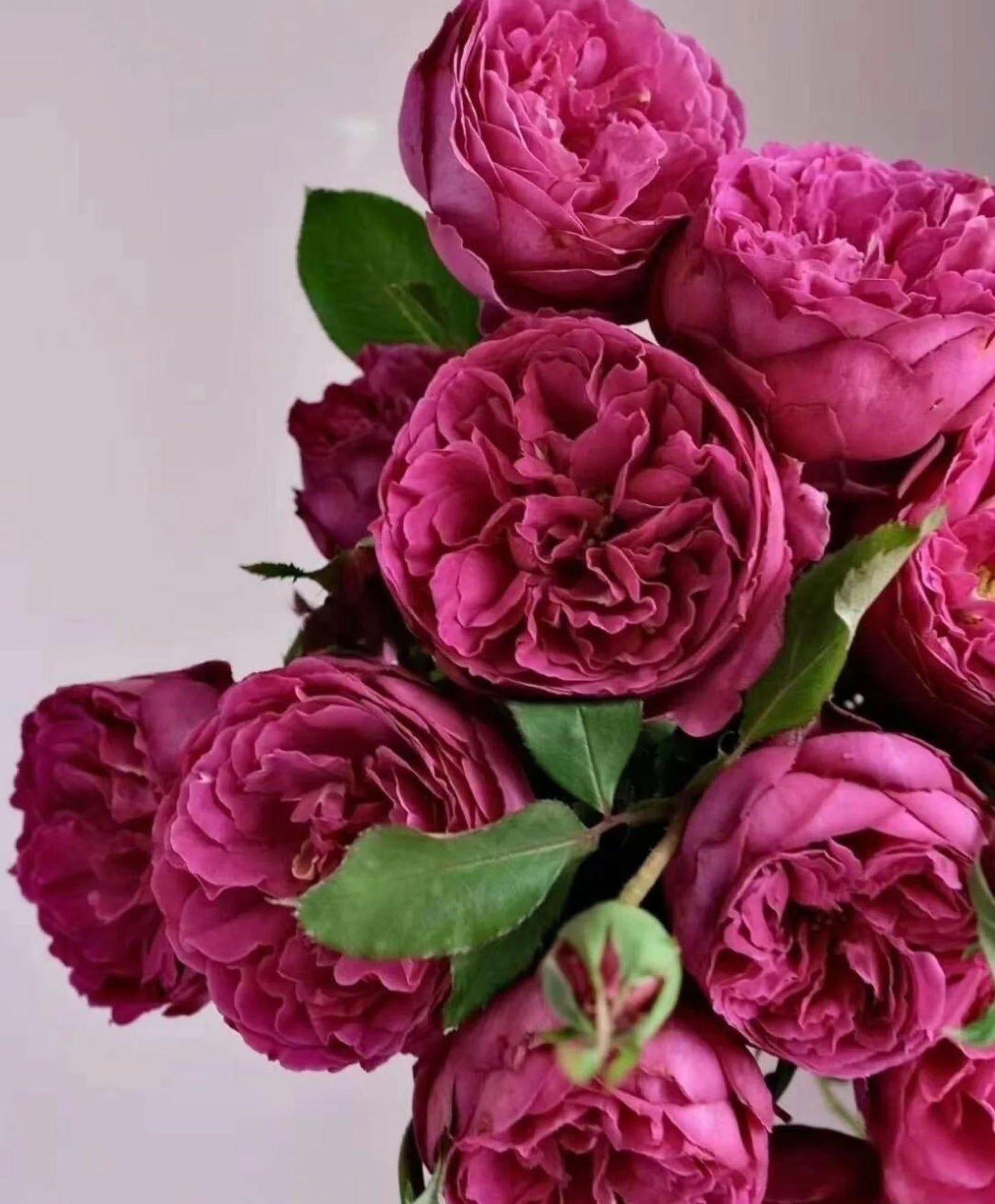 #SPJ104, Yves Jardin Parfumé 伊芙芳香花园,Japanese Shrub Rose, Robust Old Rose Fragrance, Non-Grafted/Own Root.
