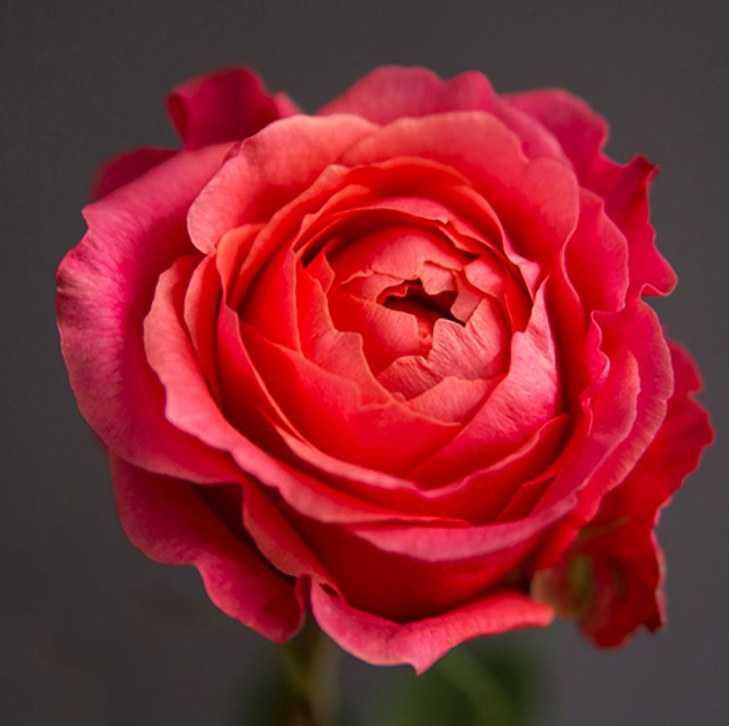 #SPN119,Extremely Similar to Dark X-pression 黑暗激情/黑暗爆炸, Florist Shrub Rose.