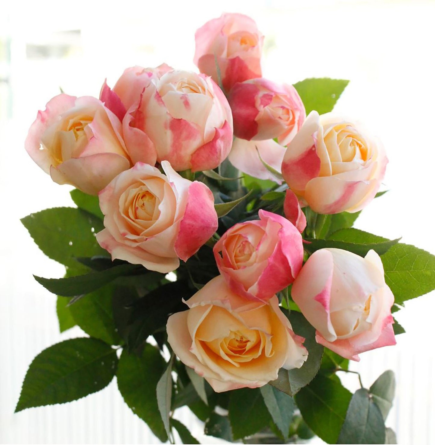#SPJ030, Chance Pom 苹果运气, Japanese Florist Shrub Rose, Non-Grafted/Own Root.