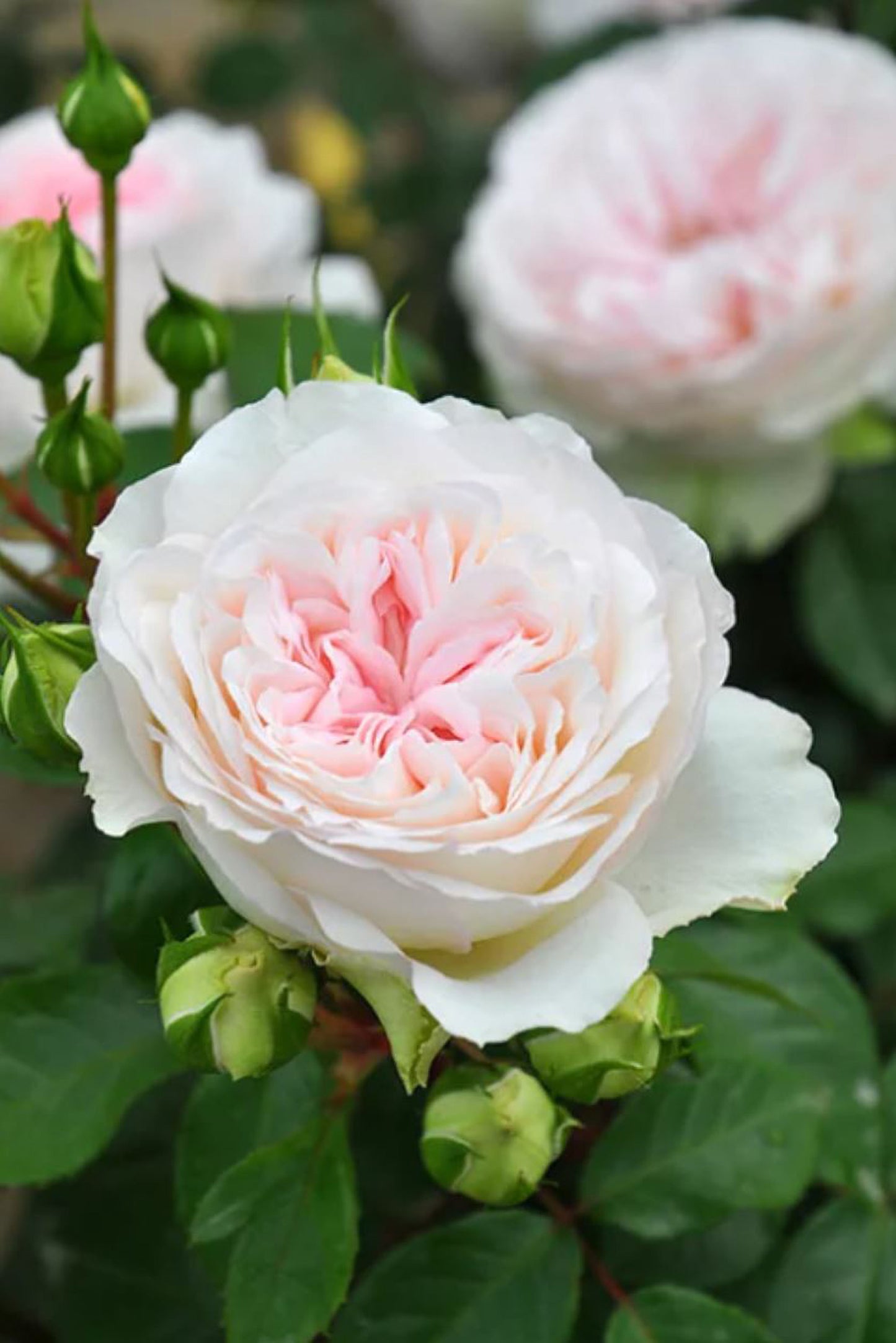 #SPJ133, Roxanne 罗克珊/黎明, Japanese Floribunda Rose, Non-Grafted/Own Root.
