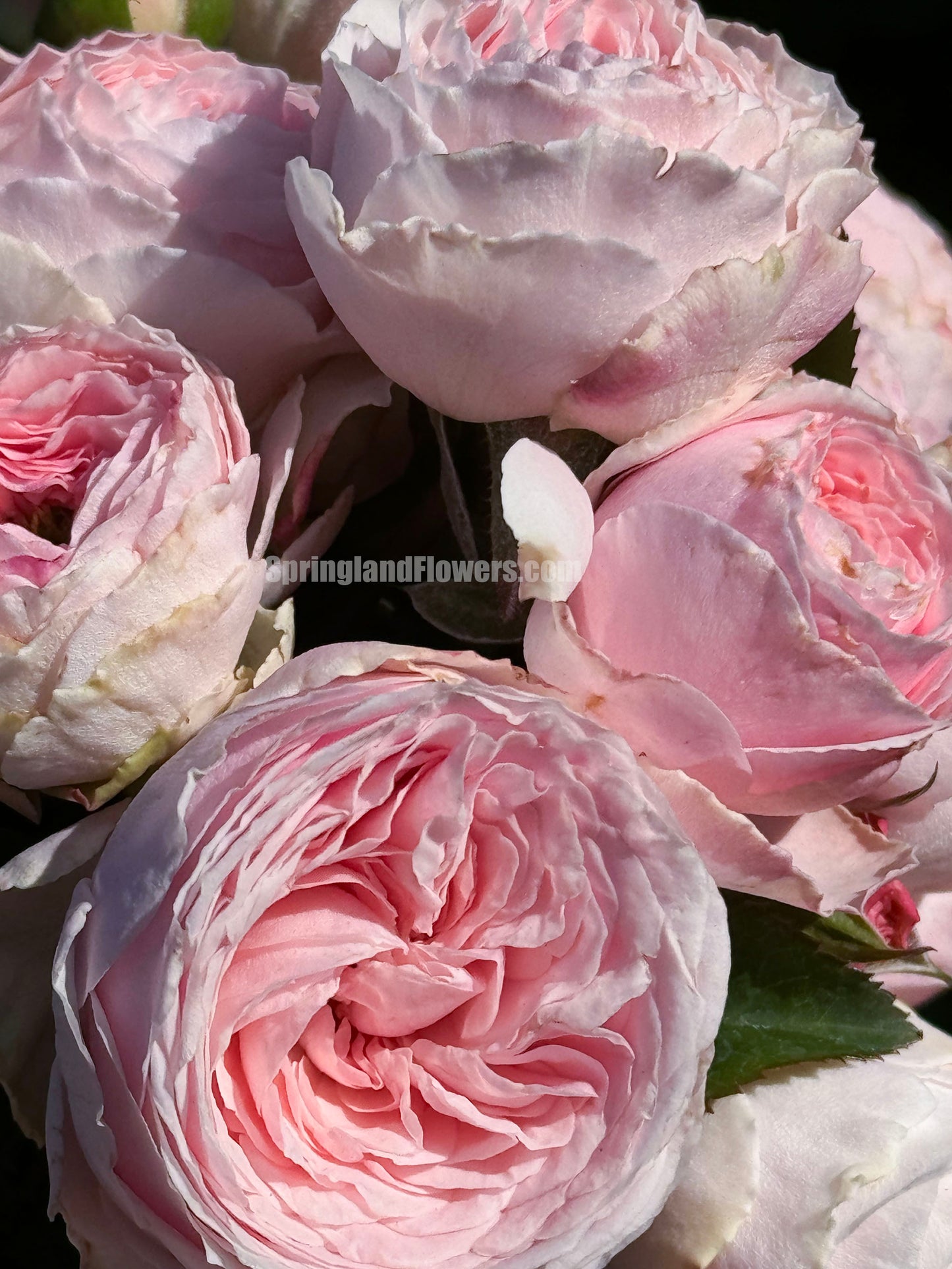 M-Pink Moon 粉月亮,Japases Floribunda Rose, Florists Rose. Thornless, Heat-tolerant, disease-resistant, Non-Grafted/Own Root.