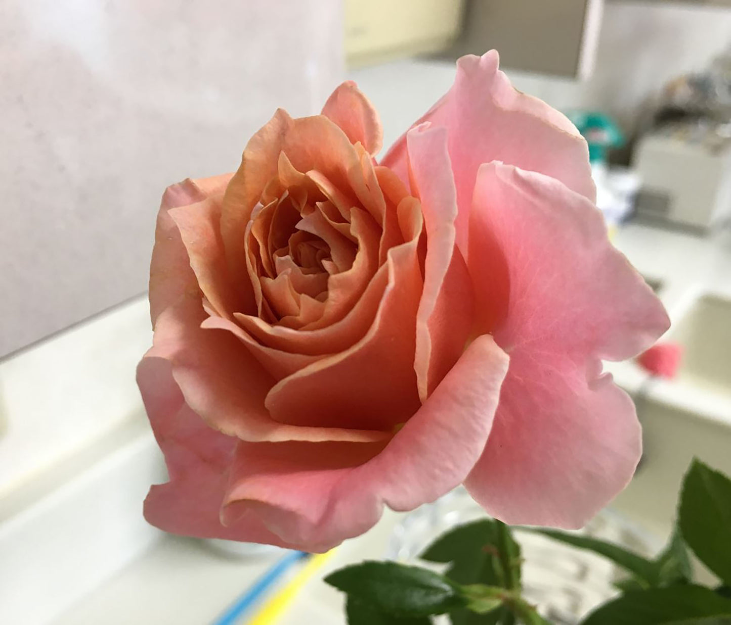 #SPJ070, Cheerleader 啦啦队长, Japanese Shrub Rose. Non-Grafted/Own Root.