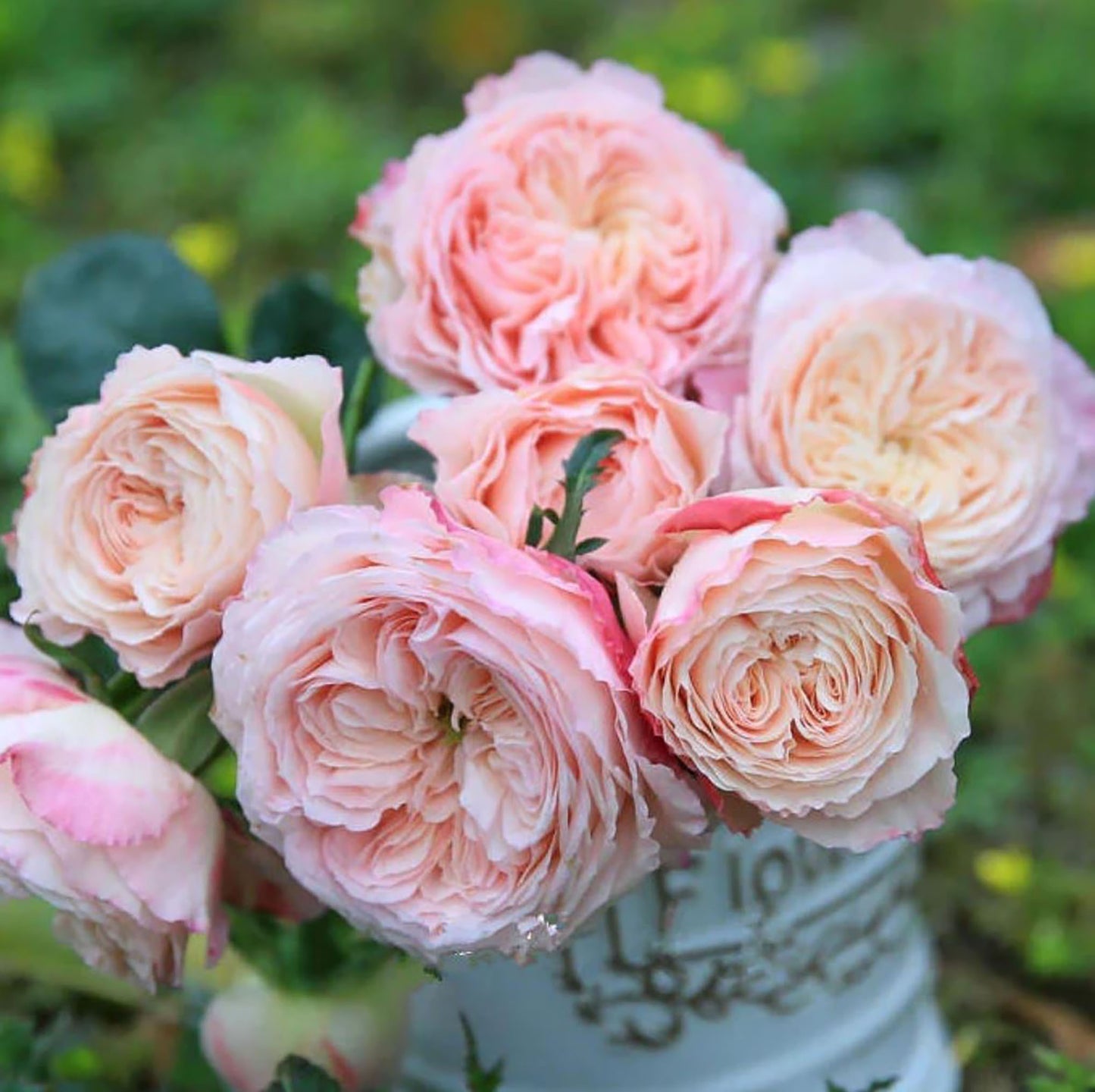 #SPJ166, Tamaki 环, Japanese Shrub Rose,Non-Grafted/Own Root.