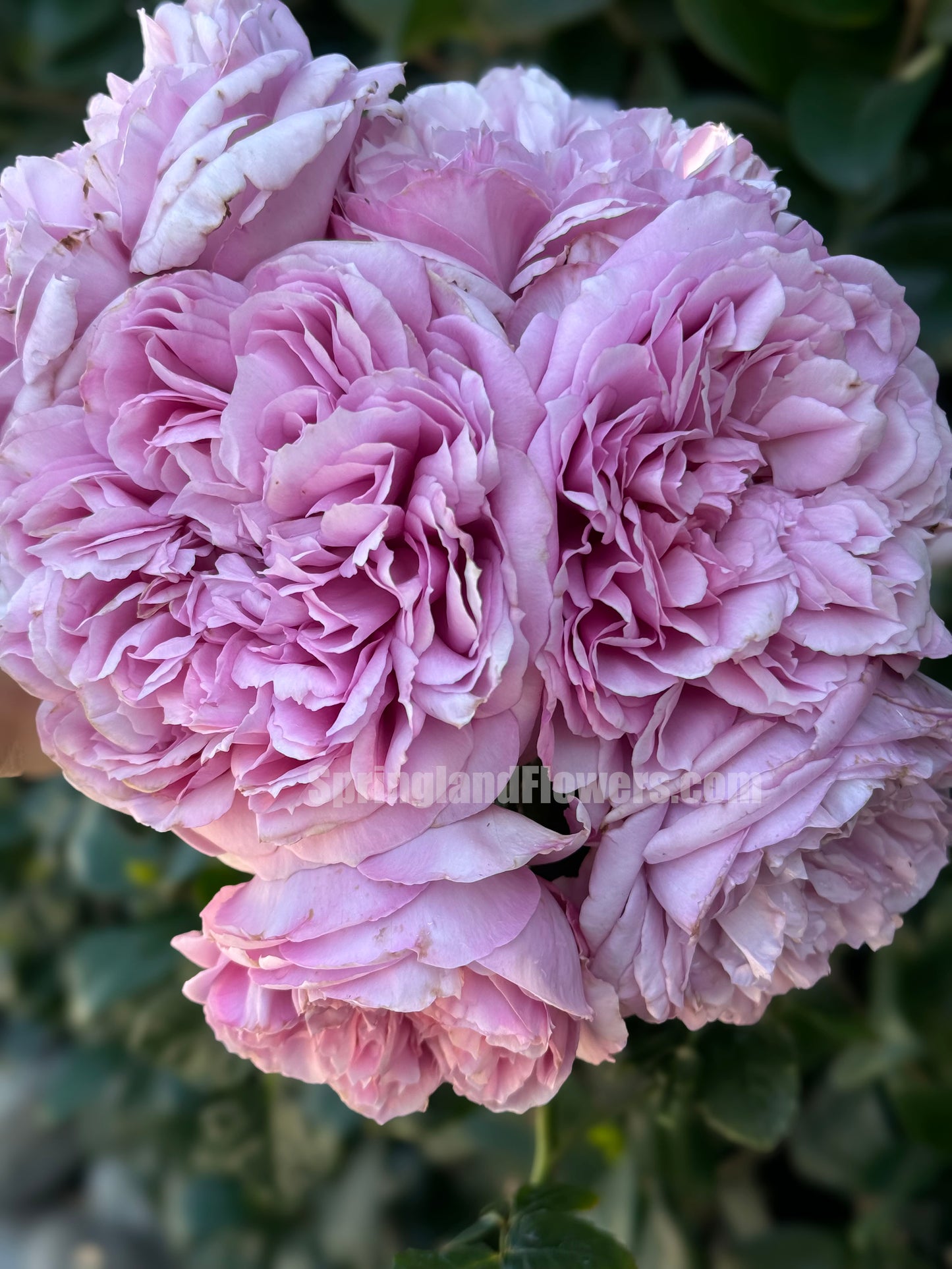 #SPJ136,Karen 卡伦/紫琪,Japanese Florist Shrub Rose. Heat-tolerant, disease-resistant,Non-Grafted/Own Root.