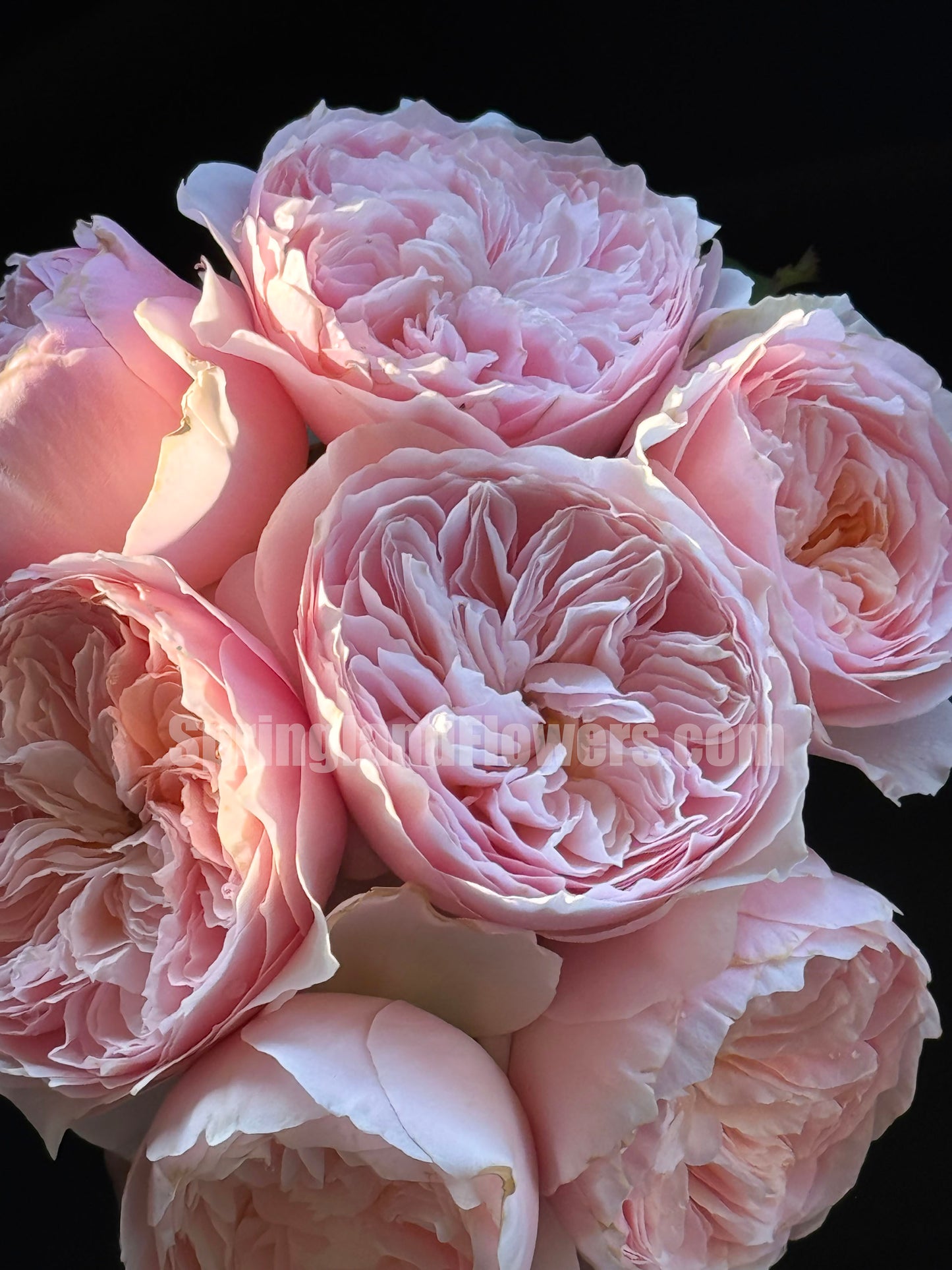 #SPC215, HanXian 涵仙,Climbing and Shrub Rose, Non-Grafted/Own Root.