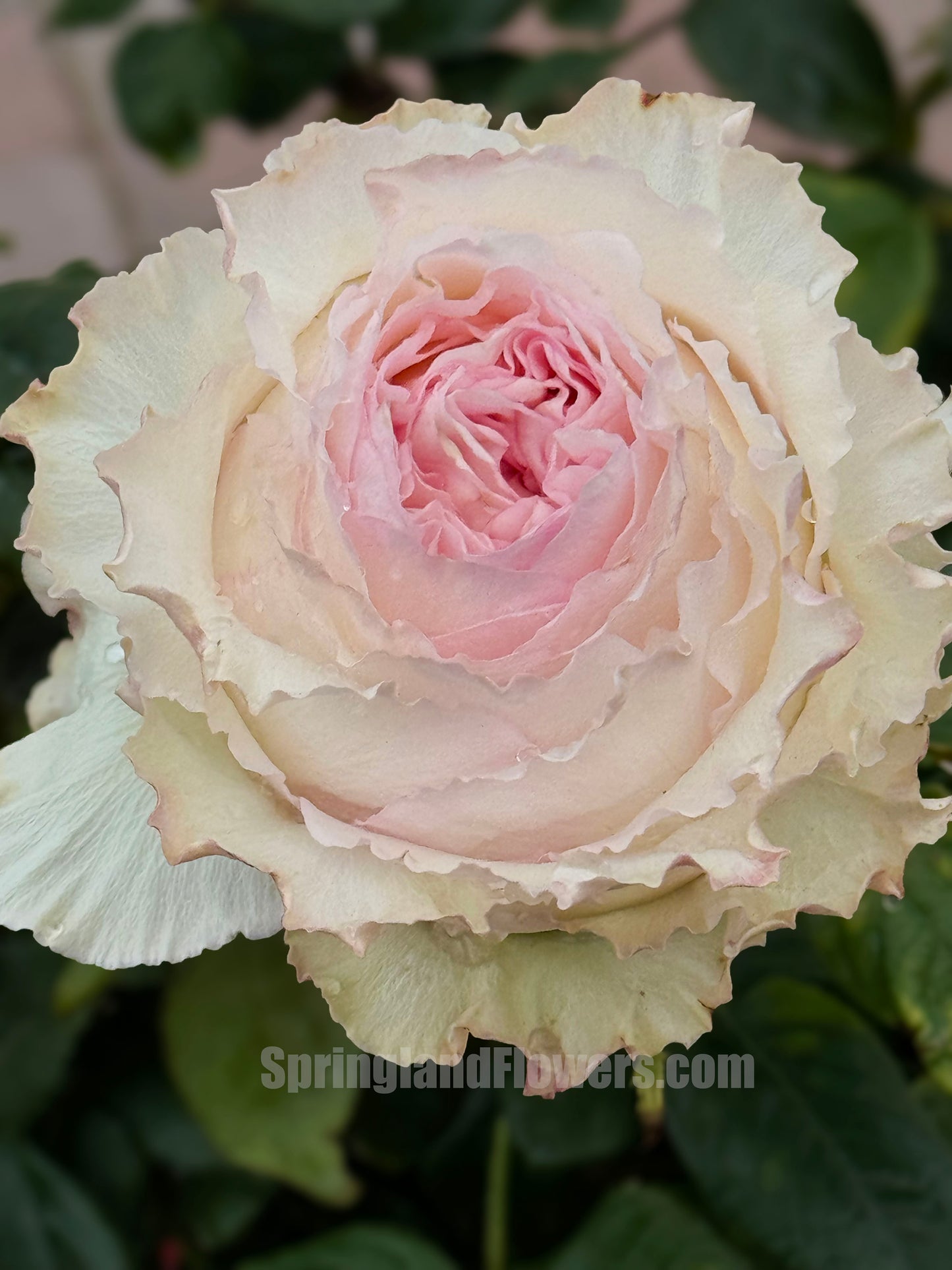 Goddess of the Luo River 洛神, Florists Rose. Non-Grafted/Own Root.