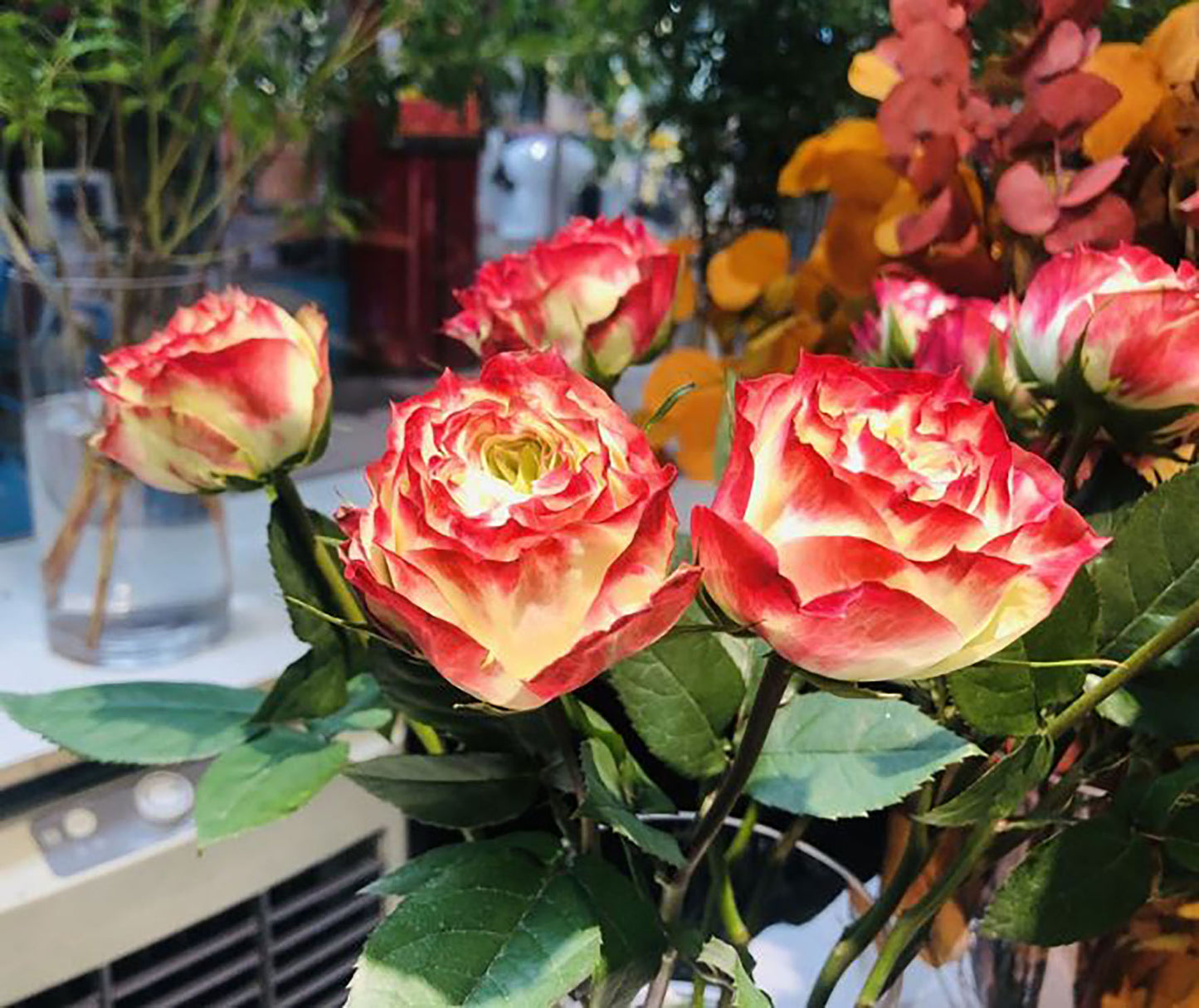 Rose Apple Jack 苹果杰克, Non-Grafted/Own Root. disease-resistant plant, Continual Blooming.