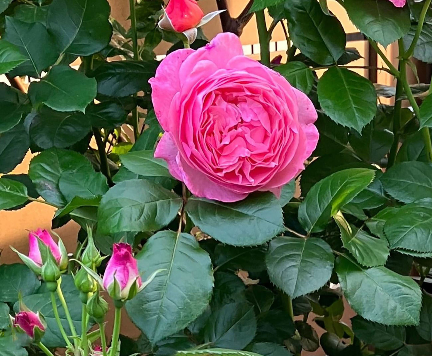 #SPG045,extremely similar to Flora Colonia 科隆百花园, German Climbing & Shrub Roses, Large, Strong fragrance.Heat-tolerant, disease-resistant, Non-Grafted/Own Root.
