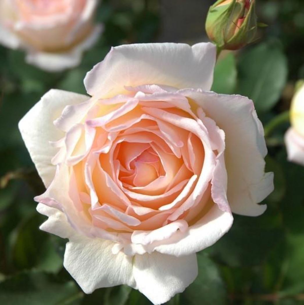 #SPJ077, extremely similar to Kaoruno 熏乃, Japanese Floribunda Rose, Strong fragrance. Non-Grafted/Own Root.