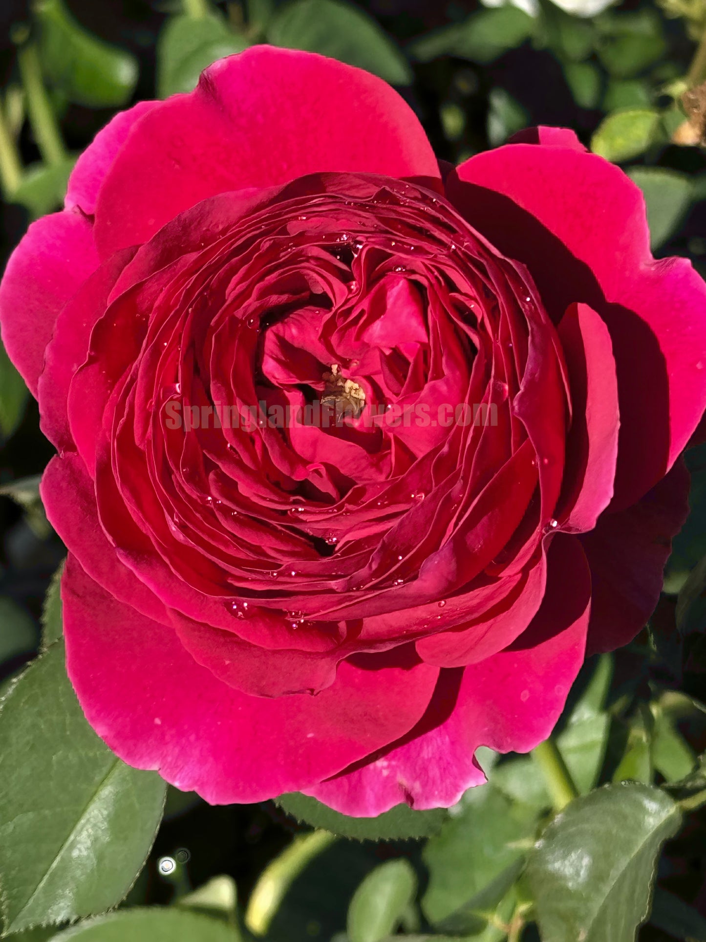 #SPJ171,Pas De Deux 双人芭蕾, Japanese Shrub Rose , Non-Grafted/Own Root.