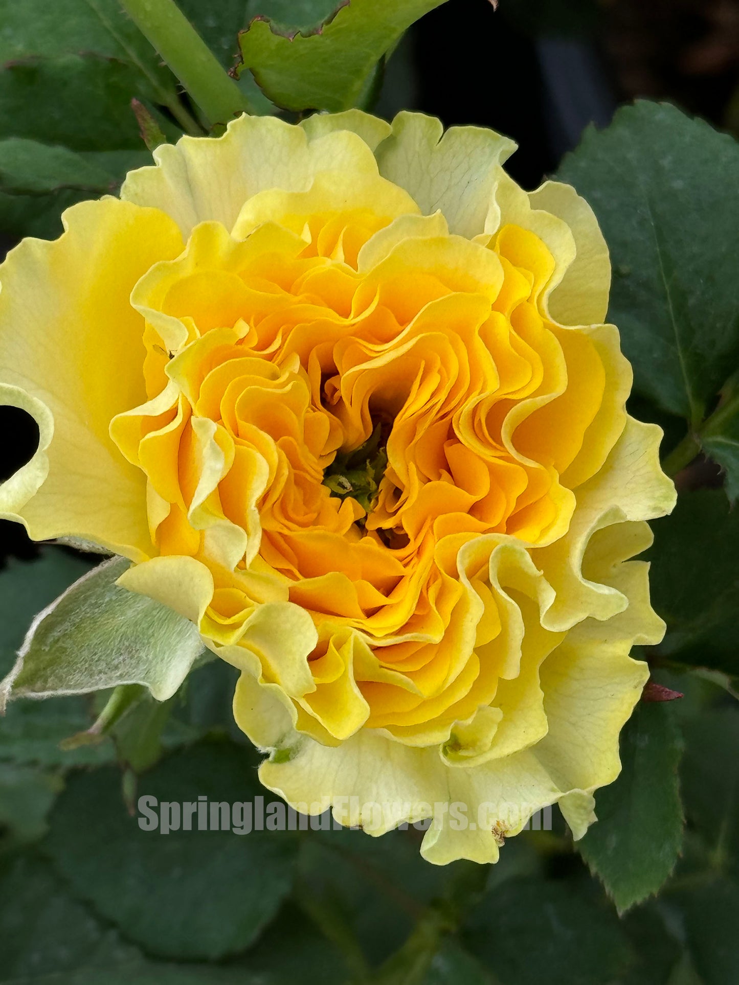 #SPJ068,extremely similar to Shell 贝壳, Japanese Shrub Rose, Large, Long Single-Flower Period, Non-Grafted/Own Root.