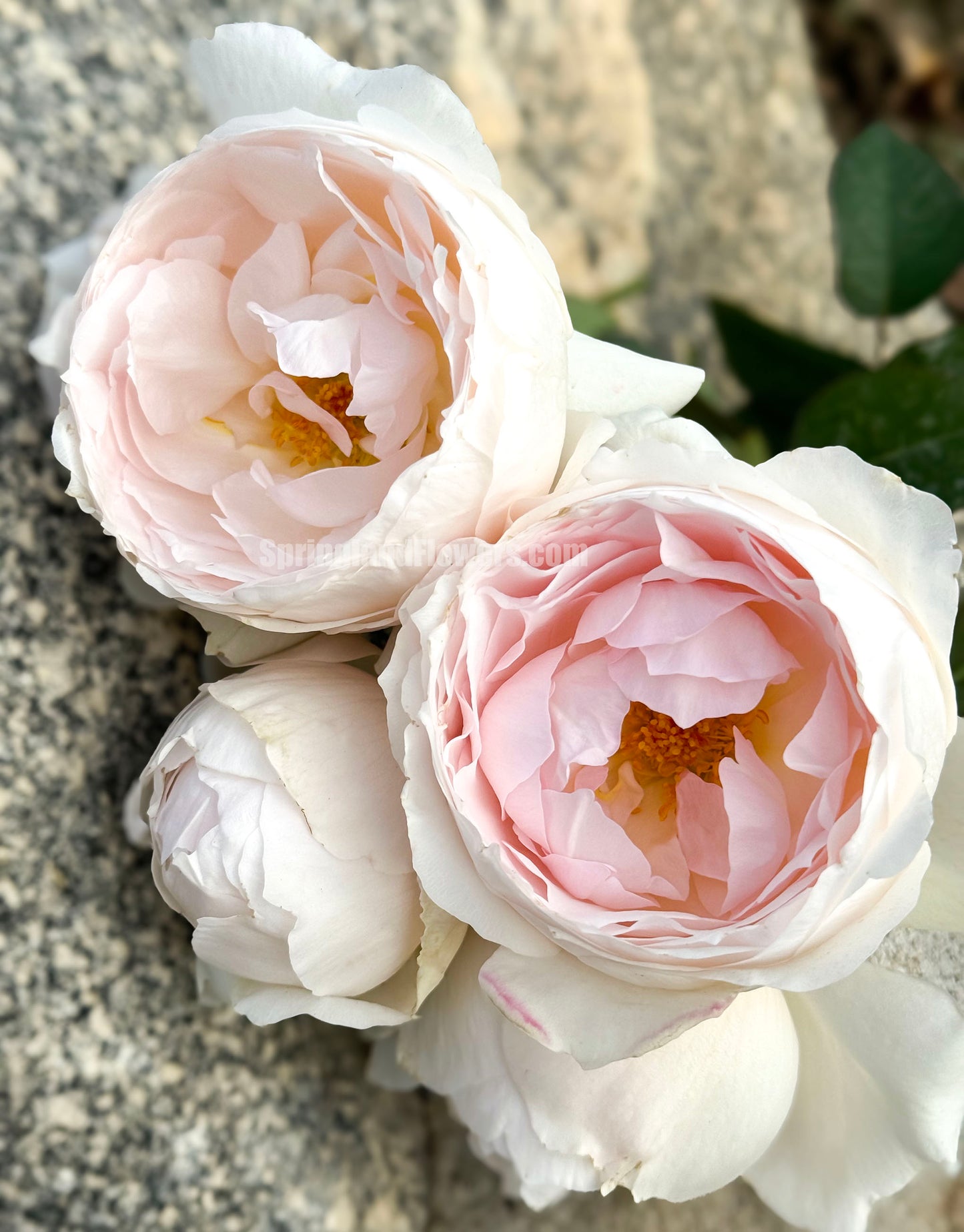 #SPJ167, Yuka 芳香之杯,Japanese Shrub Rose,Non-Grafted/Own Root.