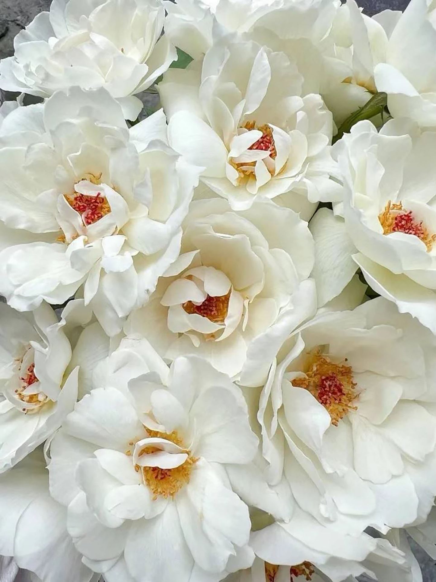 #SPJ089,Neoantique Cygne 新天鹅古董, Japanese Florist Shrub Rose, Non-Grafted/Own Root.