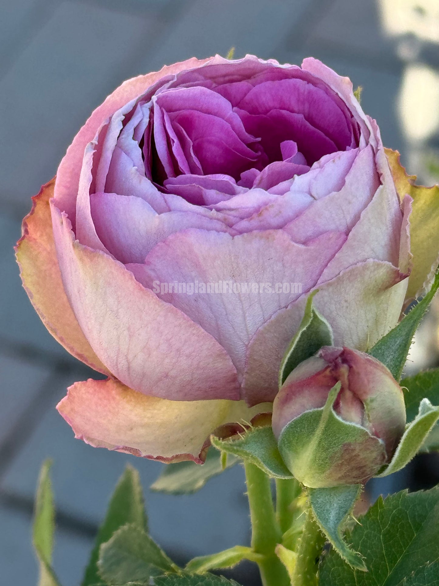 #SPN088,Lavender Lace 薰衣草蕾丝, Florist Shrub Rose, Non-Grafted/Own Root.