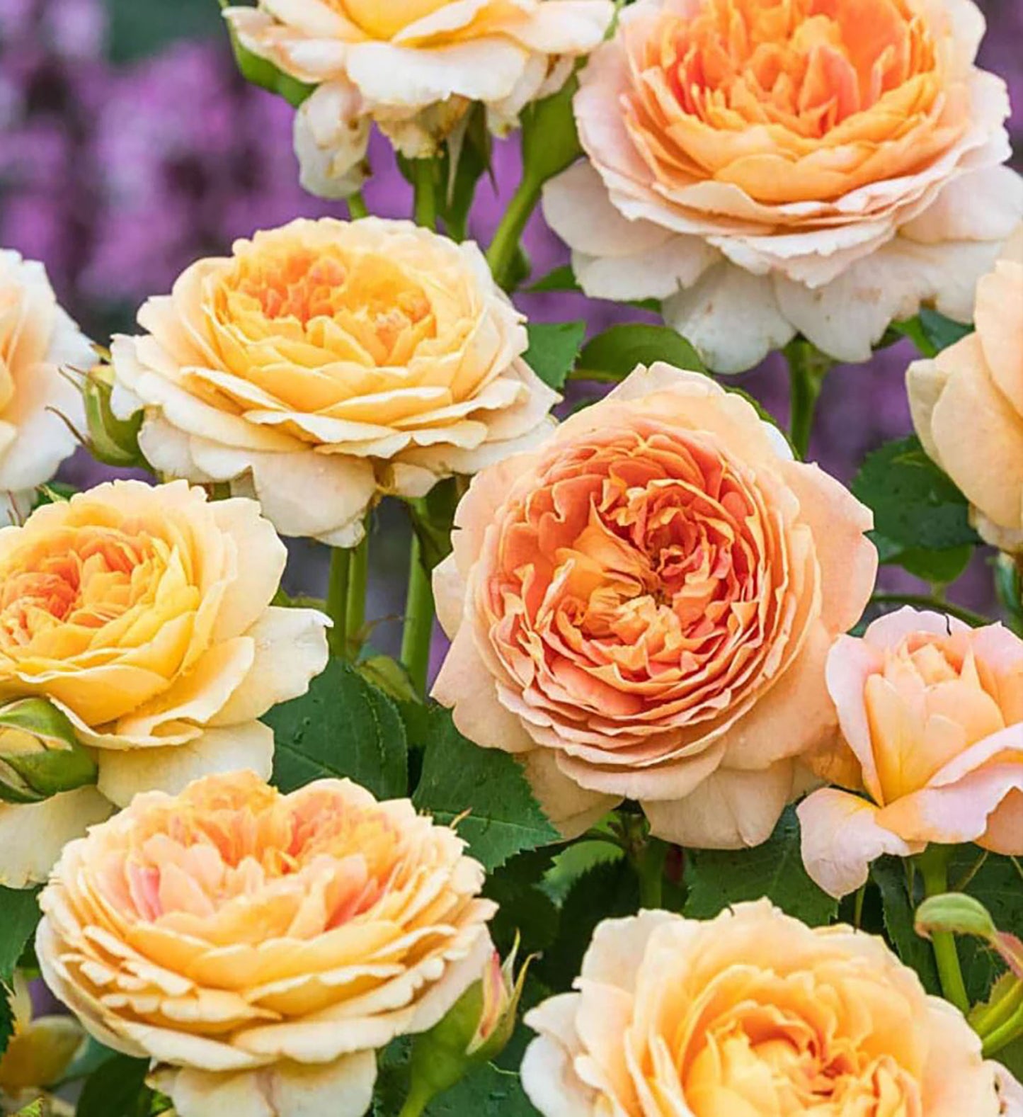 Fun in the Sun, Floribunda Rose,Heat-tolerant, disease-resistant, Non-Grafted/Own Root.