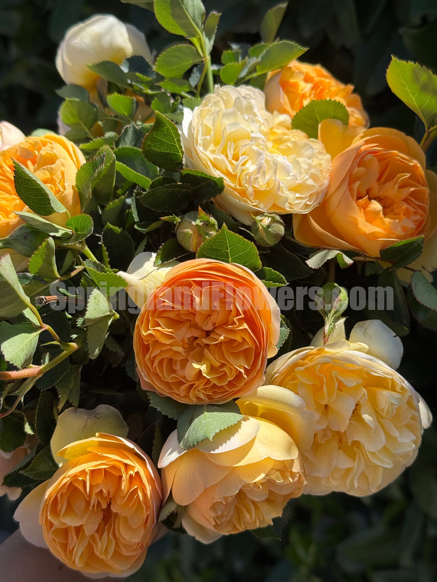 #SPJ156,Luciole 萤火虫 リュシオール,Japanese Shrub Rose, Disease-resistant and prolific bloomer. Non-Grafted/Own Root.