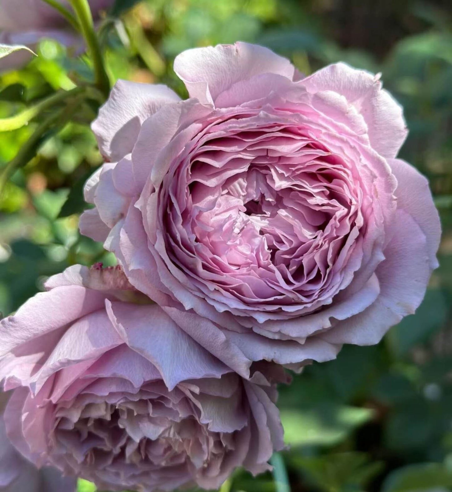#SPC187, NEW! 2022. Blue Silken Orb 蓝丝球,Floribunda Rose, Thornless, Heat-tolerant, Disease-resistant.