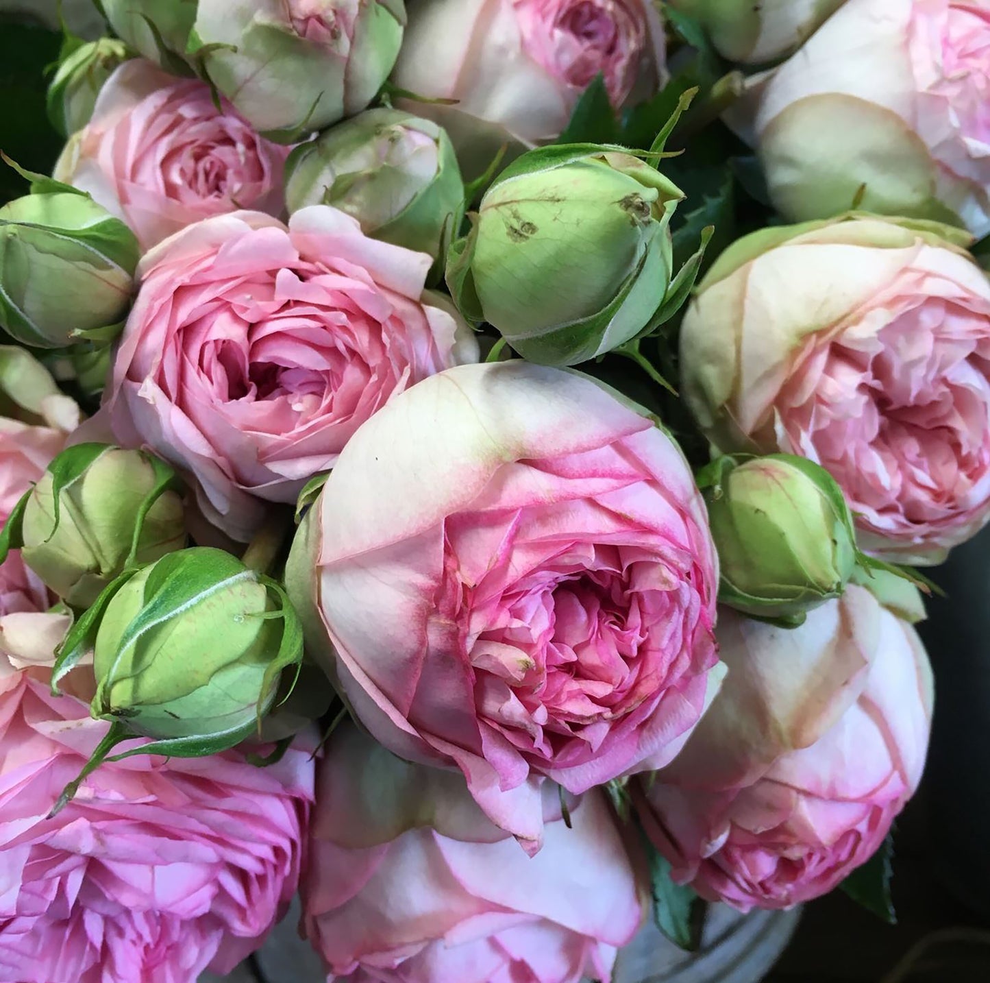#SPG031,Charming Piano 妩媚钢琴, German Florist Shrub Rose, Non-Grafted/Own Root.