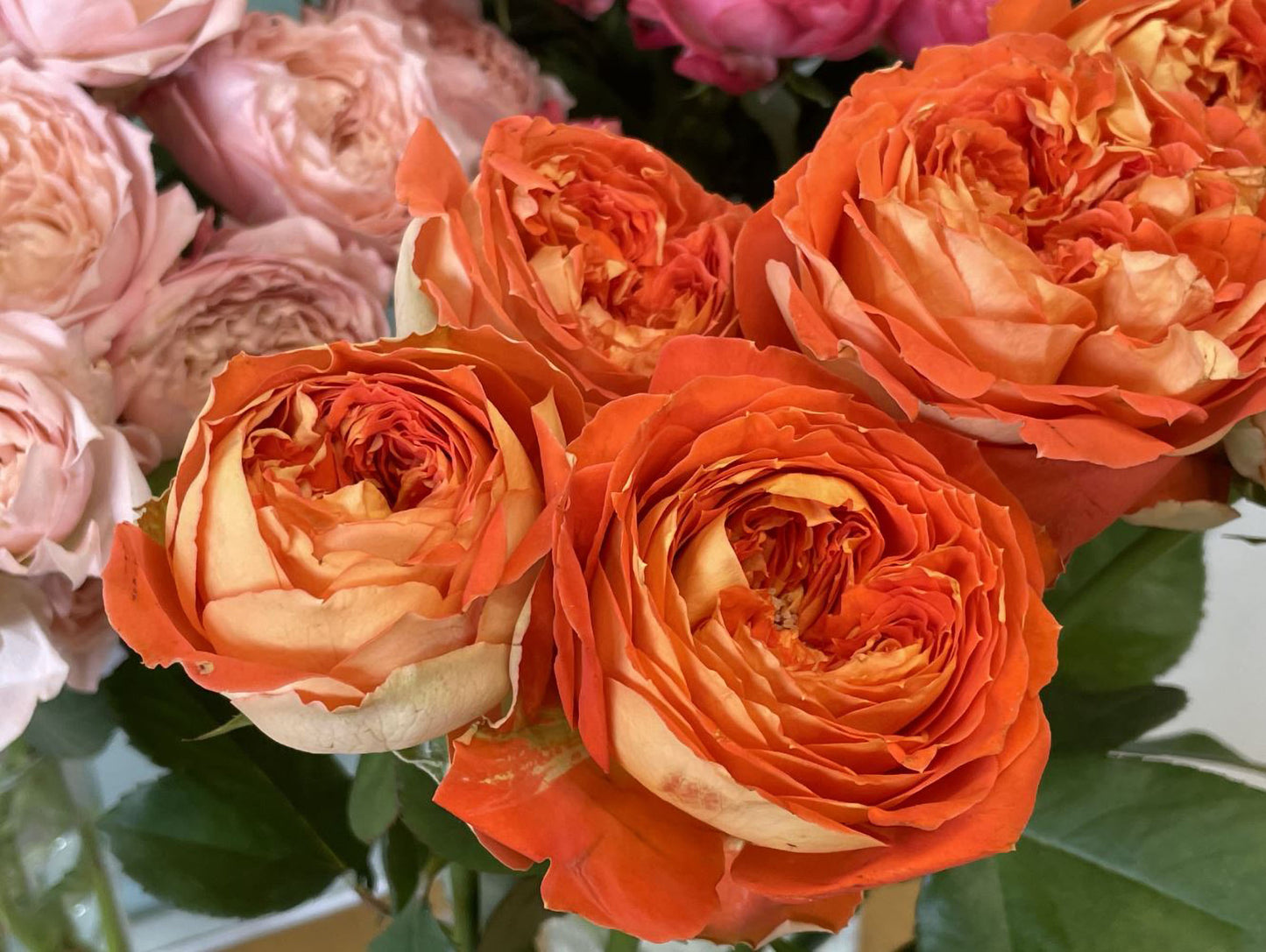 #SPJ131,Arancia 橙意,Japanese Floribunda Rose, Non-Grafted/Own Root.