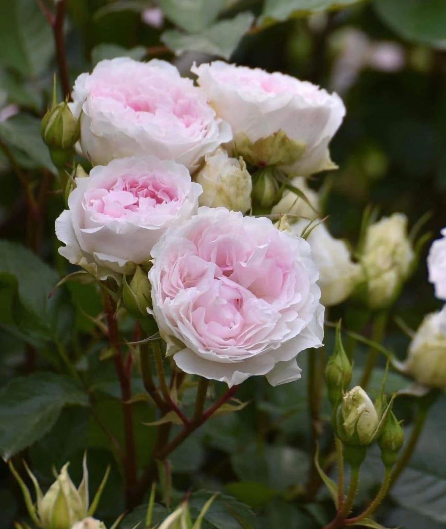#SPJ162, NEW! Martha 玛莎, Japanese Climbing Rose, Non-Grafted/Own Root.