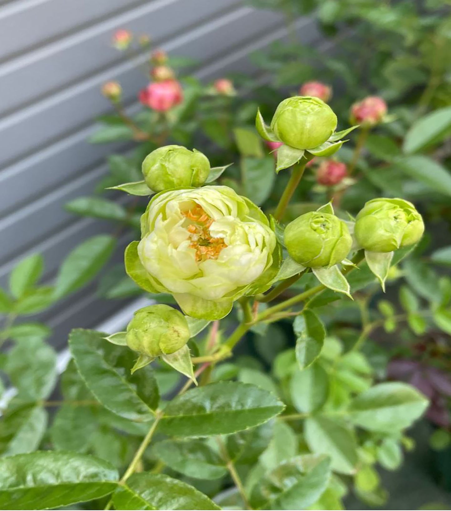 #SPJ107, Eclaire 埃克莱尔/闪电,Japanese Rose , Heat-tolerant, disease-resistant, Thornless,Non-Grafted/Own Root.