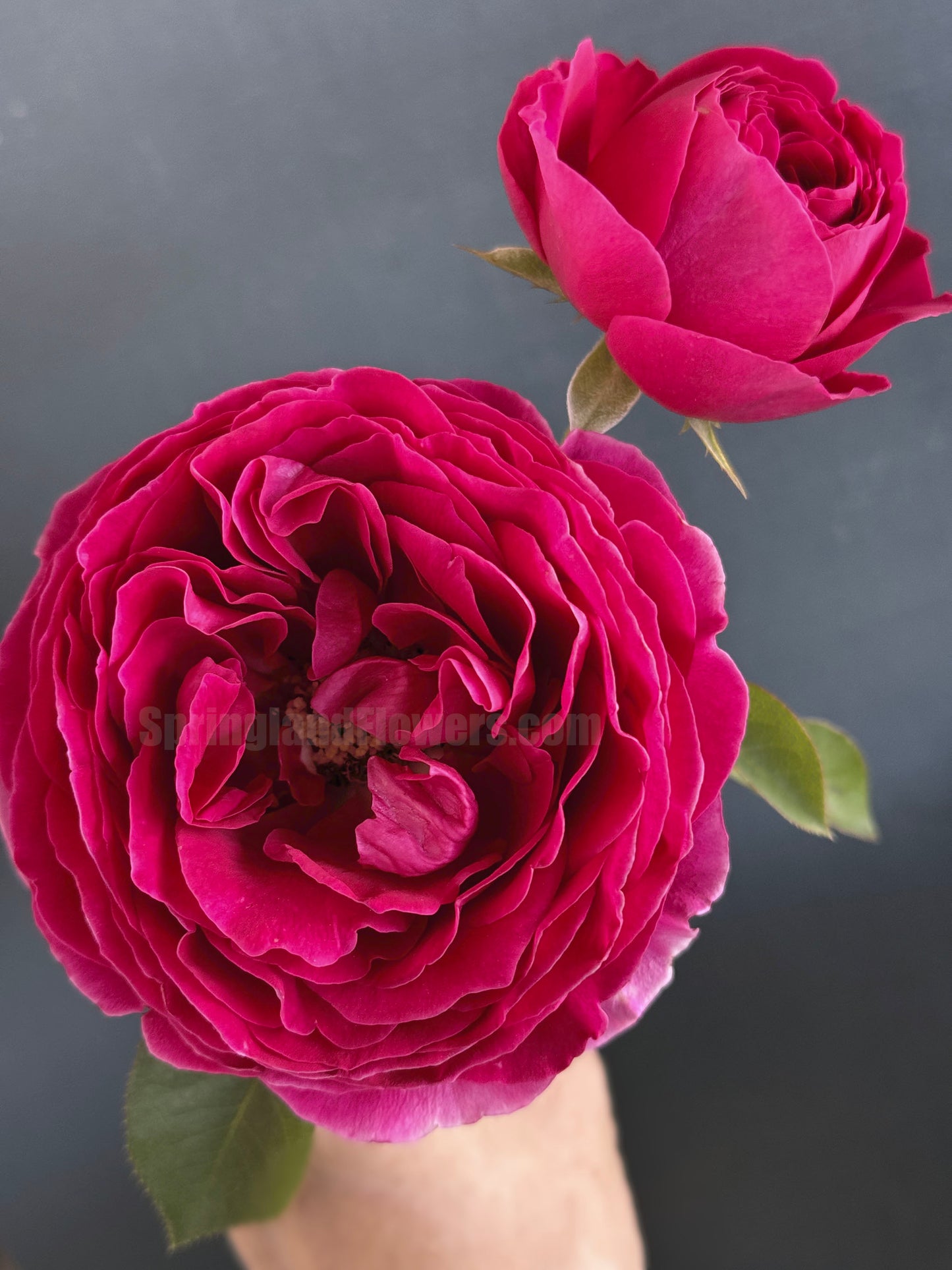 #SPJ171,Pas De Deux 双人芭蕾, Japanese Shrub Rose , Non-Grafted/Own Root.