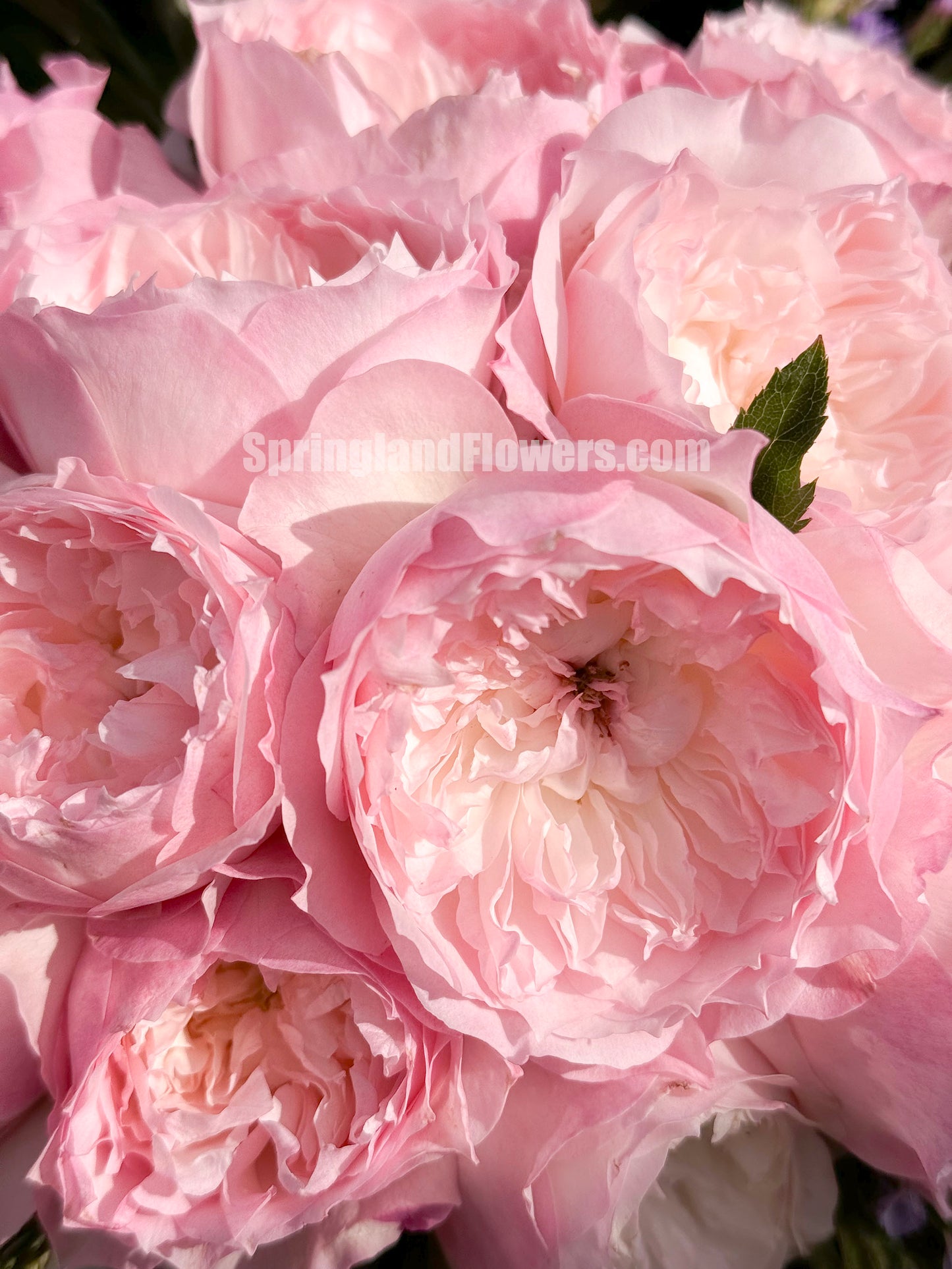 #SPJ093,Le Rire 乐咲, Japanese Florist Shrub Rose. Strong Fragrance,Thornless, Heat-tolerant, disease-resistant, Non-Grafted/Own Root.