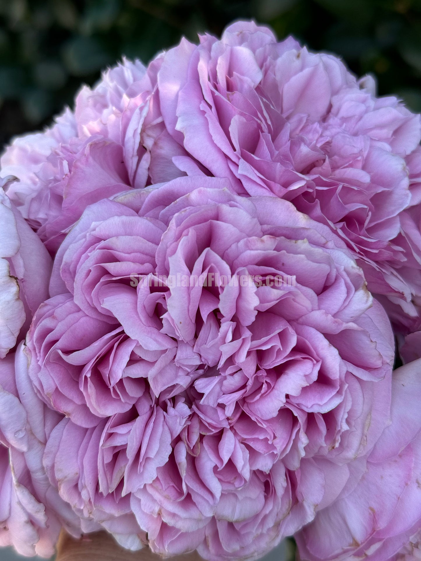 #SPJ136,Karen 卡伦/紫琪,Japanese Florist Shrub Rose. Heat-tolerant, disease-resistant,Non-Grafted/Own Root.