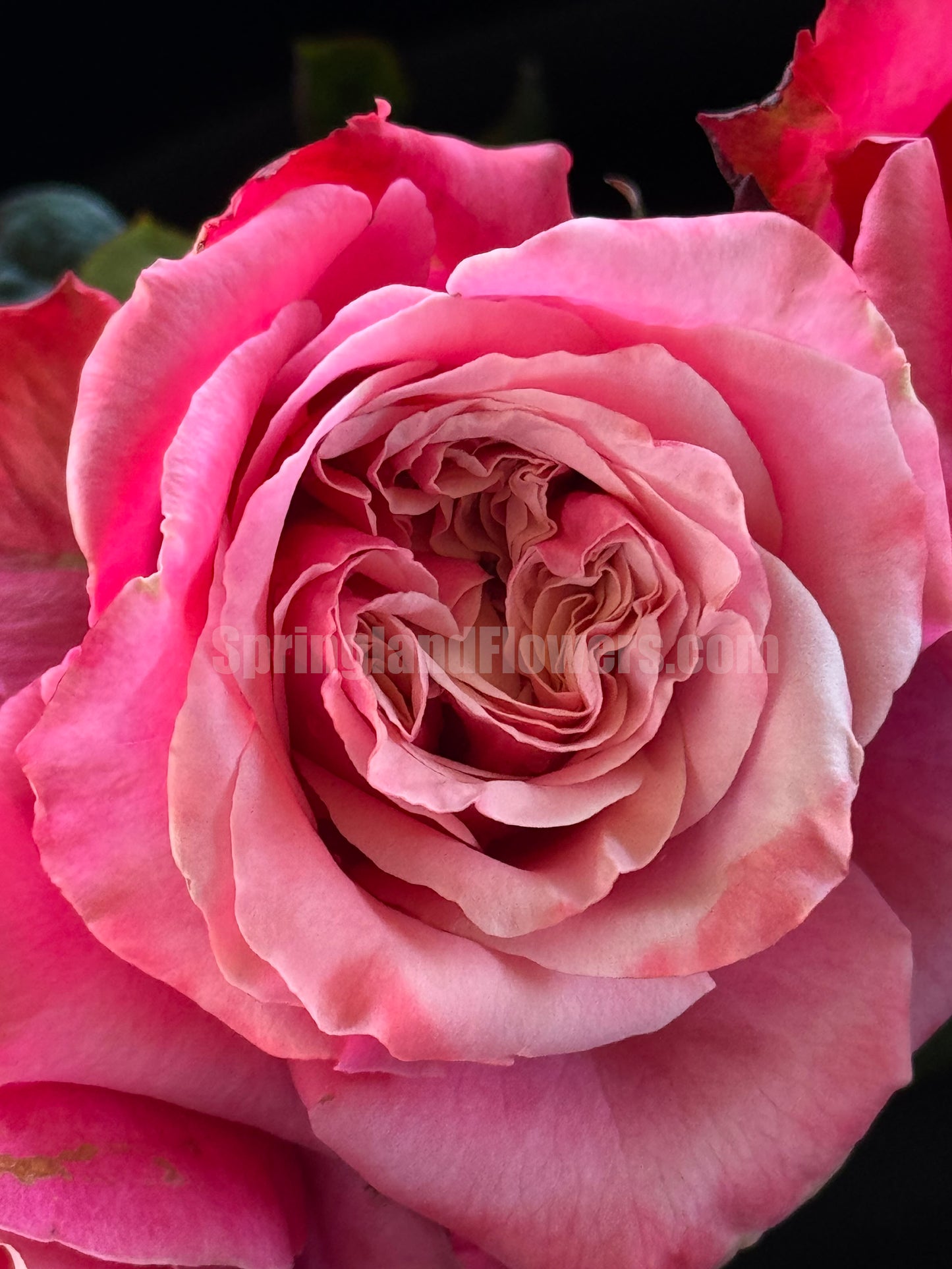 Alter Ego 闺蜜,French Floribunda Florists Rose. Upright,Heat-tolerant, disease-resistant, Non-Grafted/Own Root.