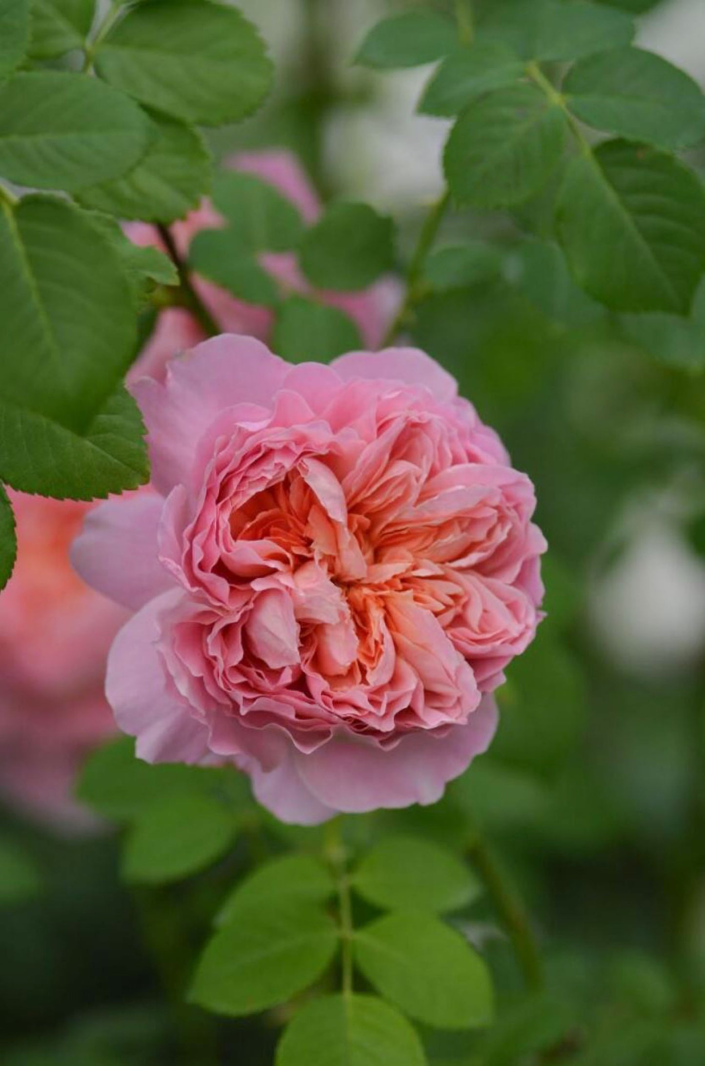 #SPJ182, Moulin de la Galette 煎饼磨坊, Japanese Shrub Rose,Strong Disease Resistance, Heat-Tolerant , Own Root.