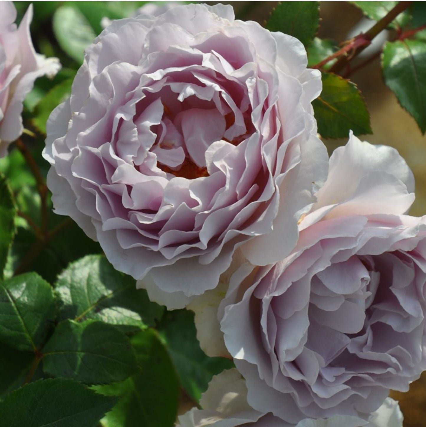 #SPJ157, NEW! Camille 卡米尔,Japanese Climbing Rose, Disease-resistant.