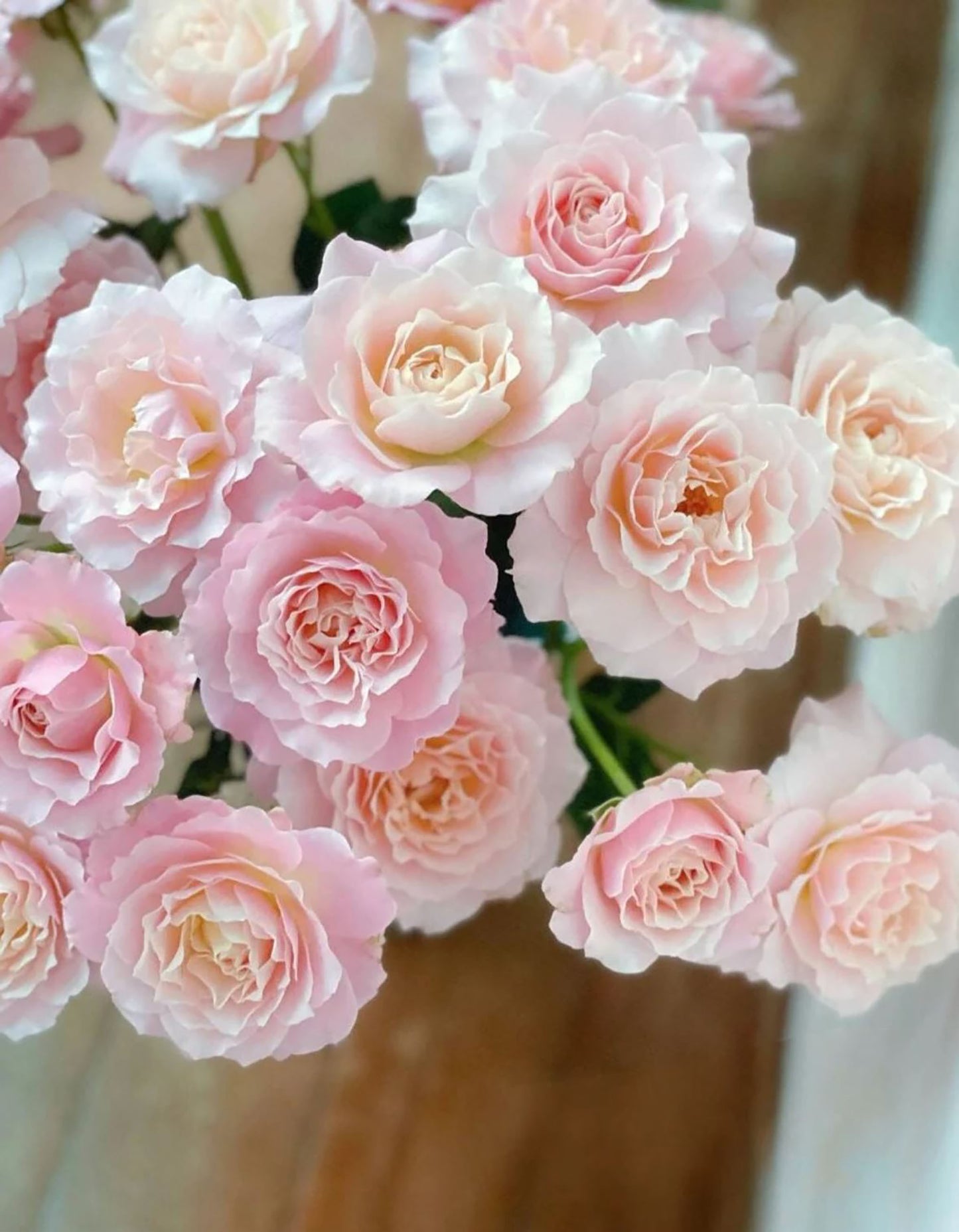 #SPJ050,Chou Chou 闪闪发光, Japanese Floribunda Rose, Non-Grafted/Own Root.