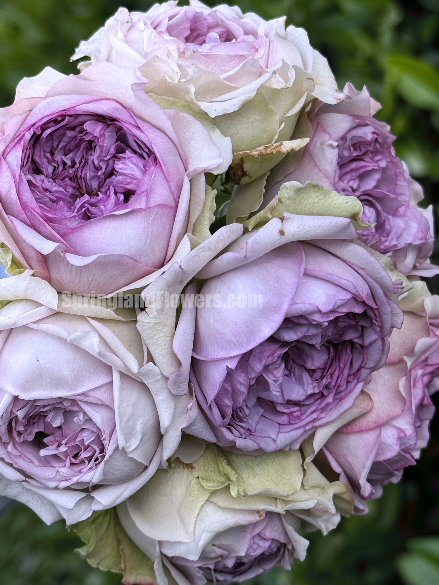 #SPJ048,extremely similar to Coffret 首饰盒, Japanese Shrub Rose,Heat Resistant, Non-Grafted/Own Root.