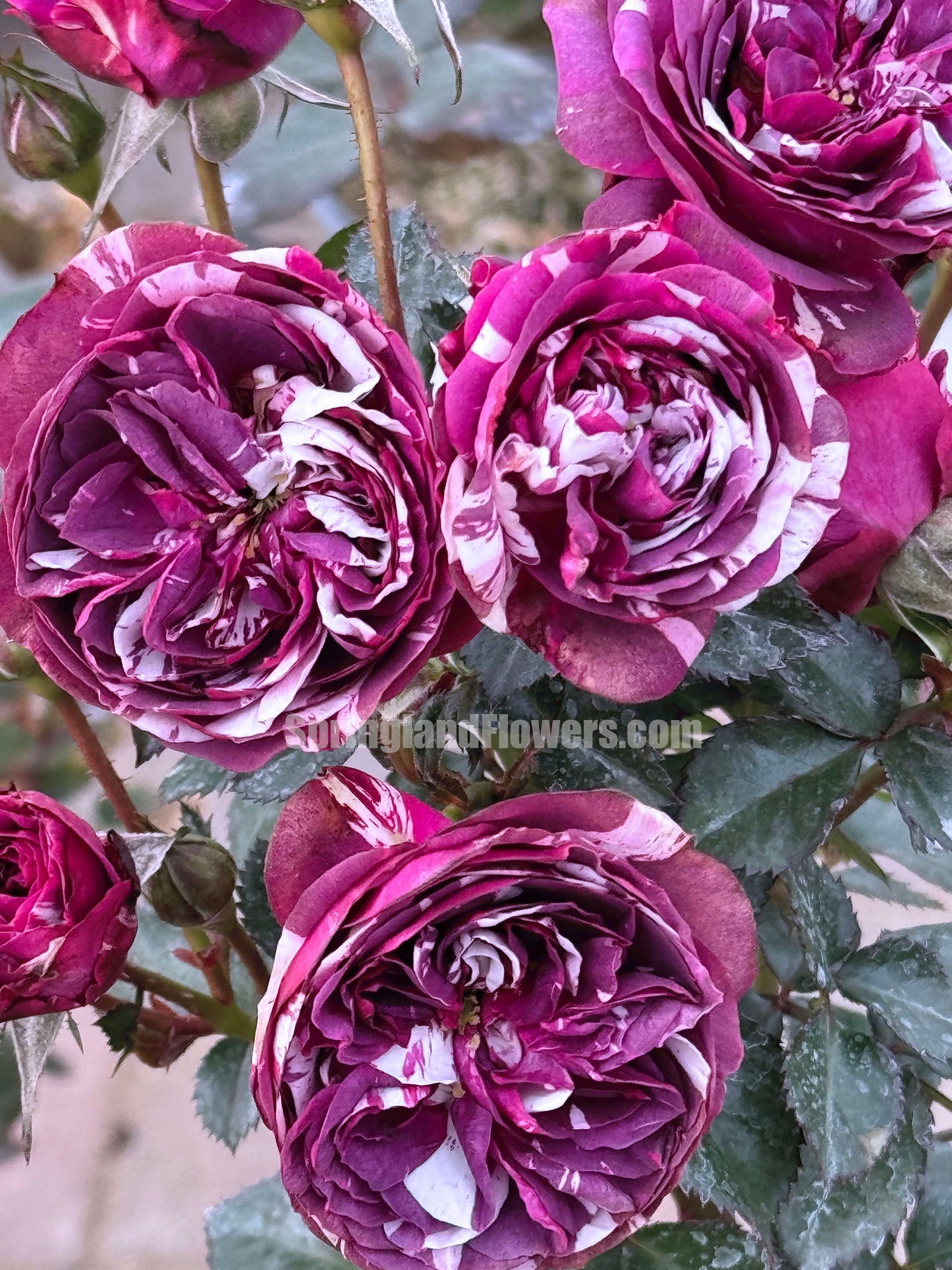 Scented Jewel 芬芳宝石 , Shrub Rose, Large Bright Orange Flower, Non-Grafted/Own Root.