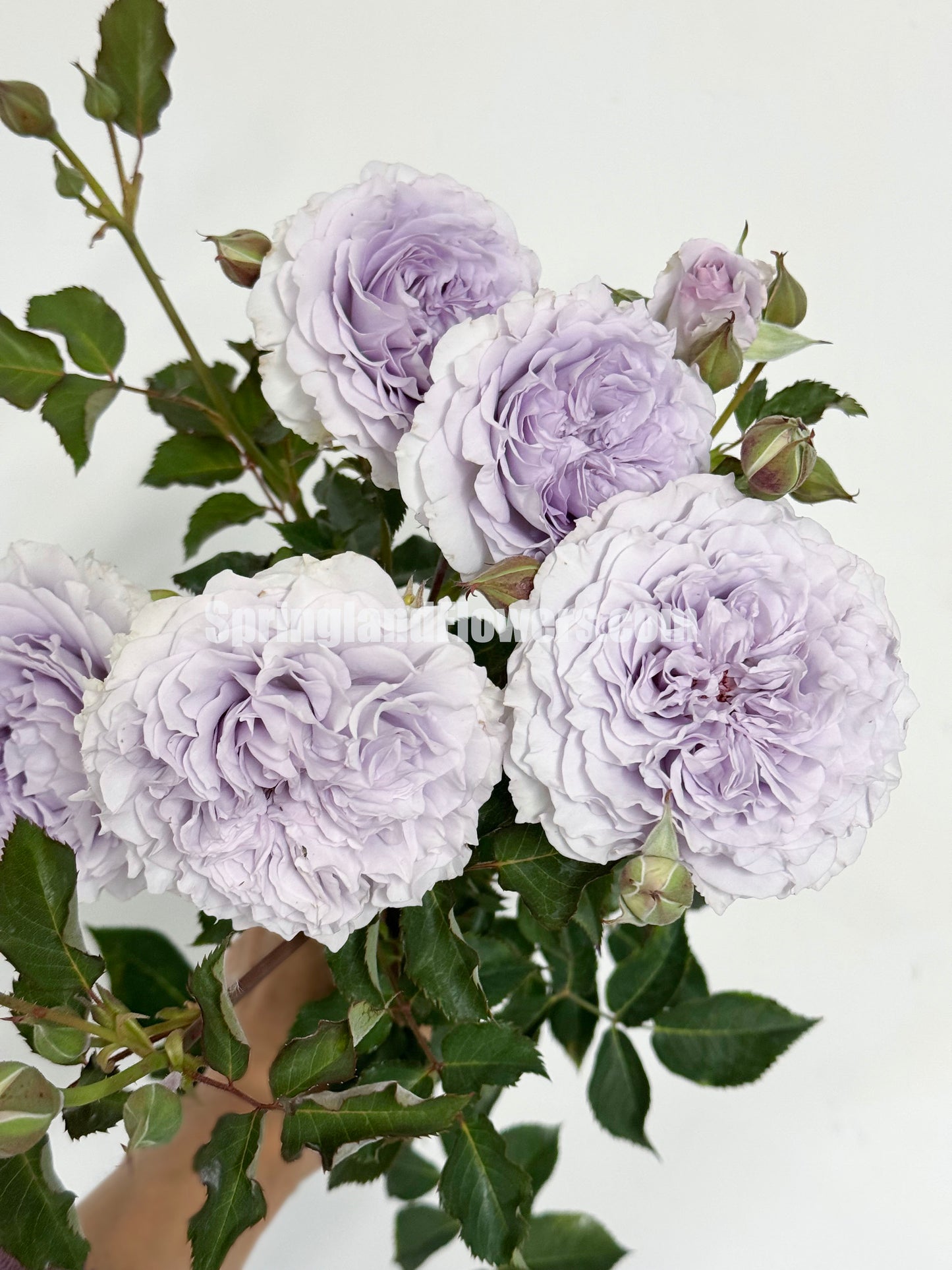 #SPC186, JiSe/Azure Tranquility 霁色, Chinese Shrub Rose, Non-Grafted/Own Root.