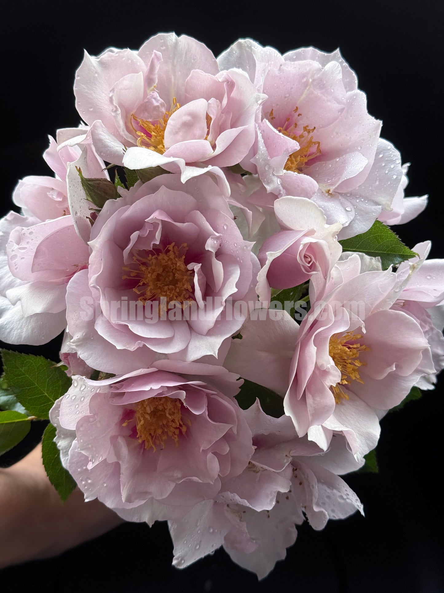 #SPJ047 ,Coup de Coeur 一见钟情,Japanese Floribunda Rose, Disease-Resistant, Non-Grafted/Own Root.