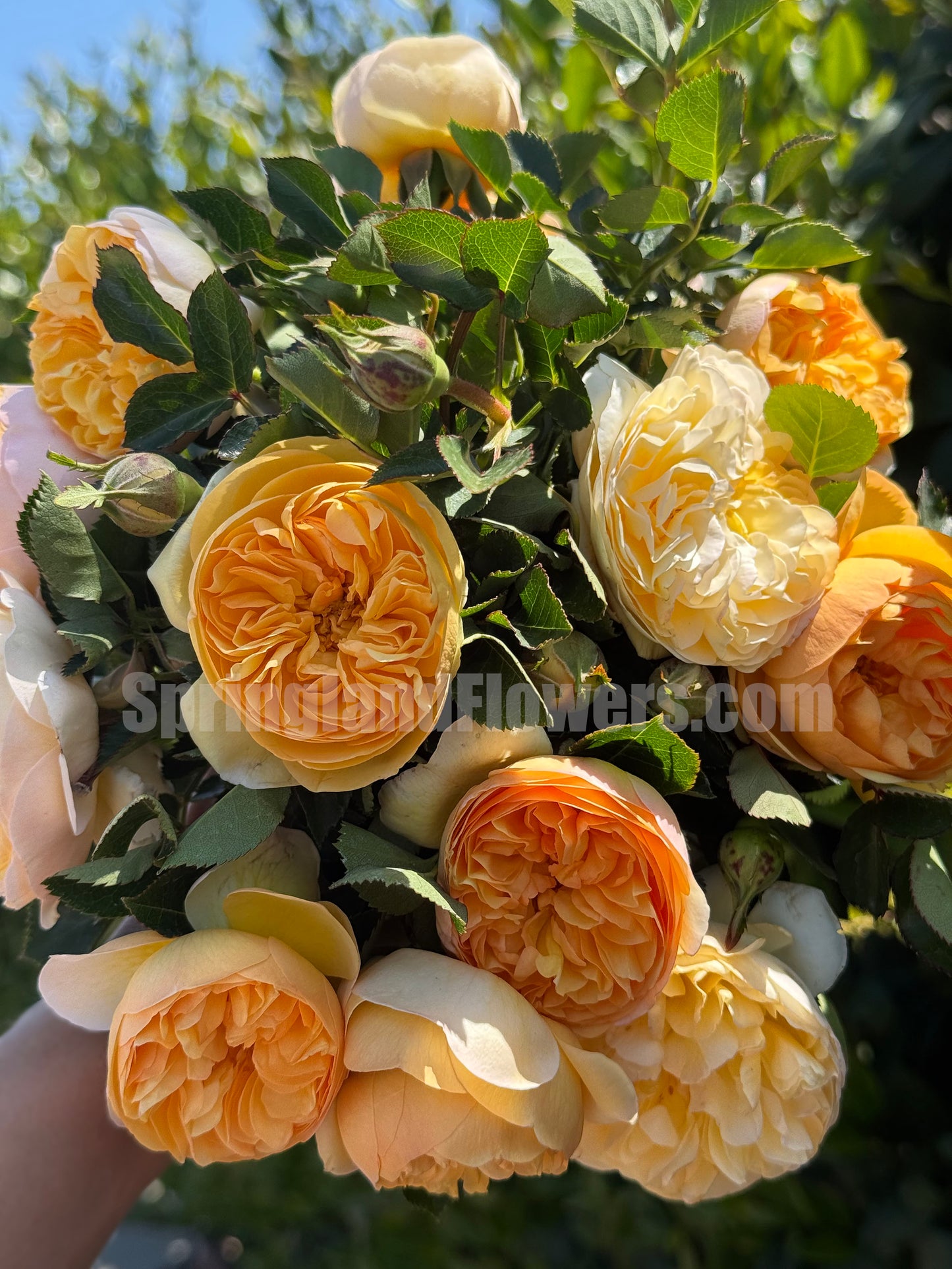 #SPJ156,Luciole 萤火虫 リュシオール,Japanese Shrub Rose, Disease-resistant and prolific bloomer. Non-Grafted/Own Root.