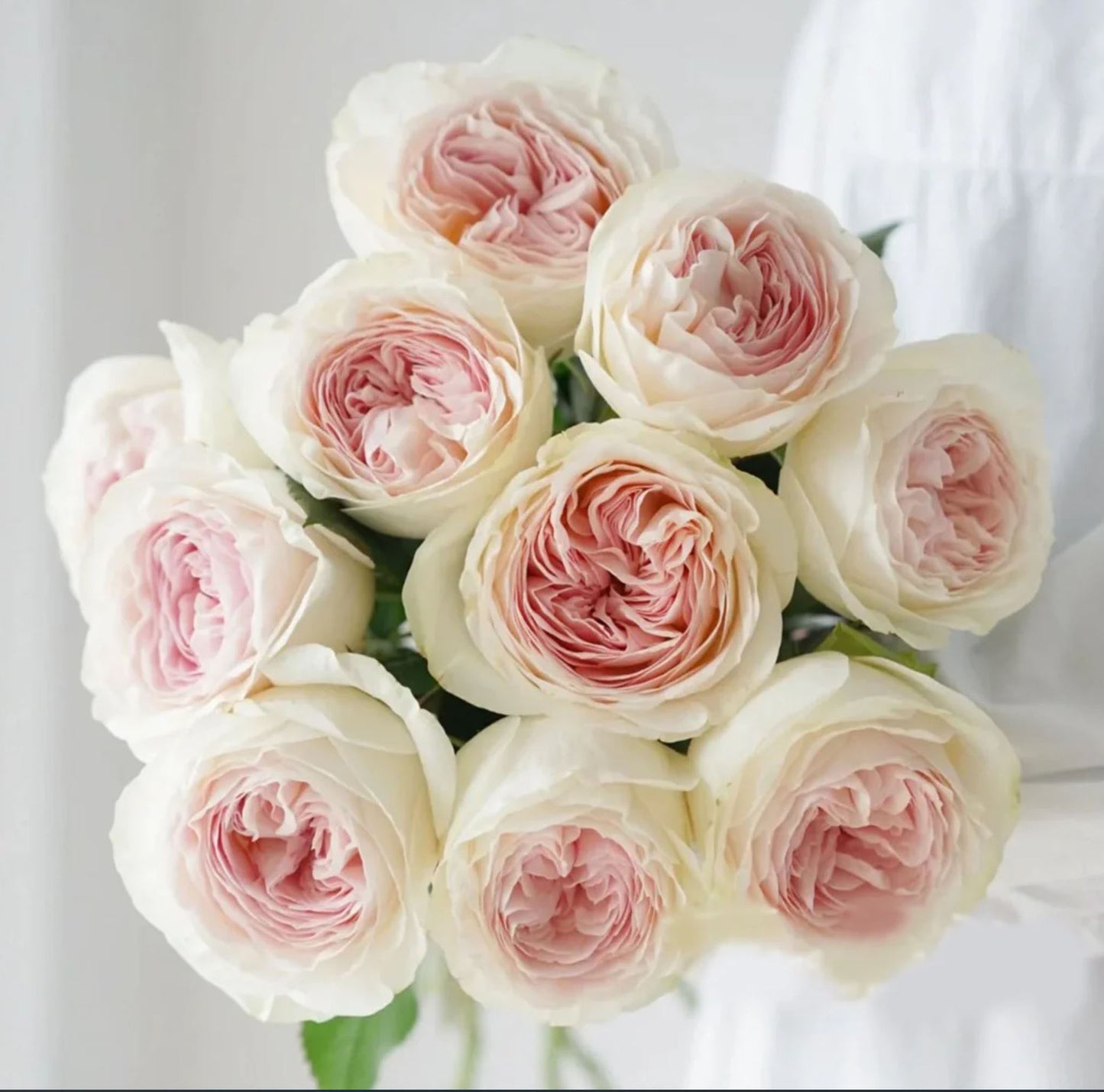 #SPN040,extremely similar to Lorena Summerhouse 蕾娜山庄, Florist Shrub Rose, Heat-tolerant, disease-resistant, Non-Grafted/Own Root.