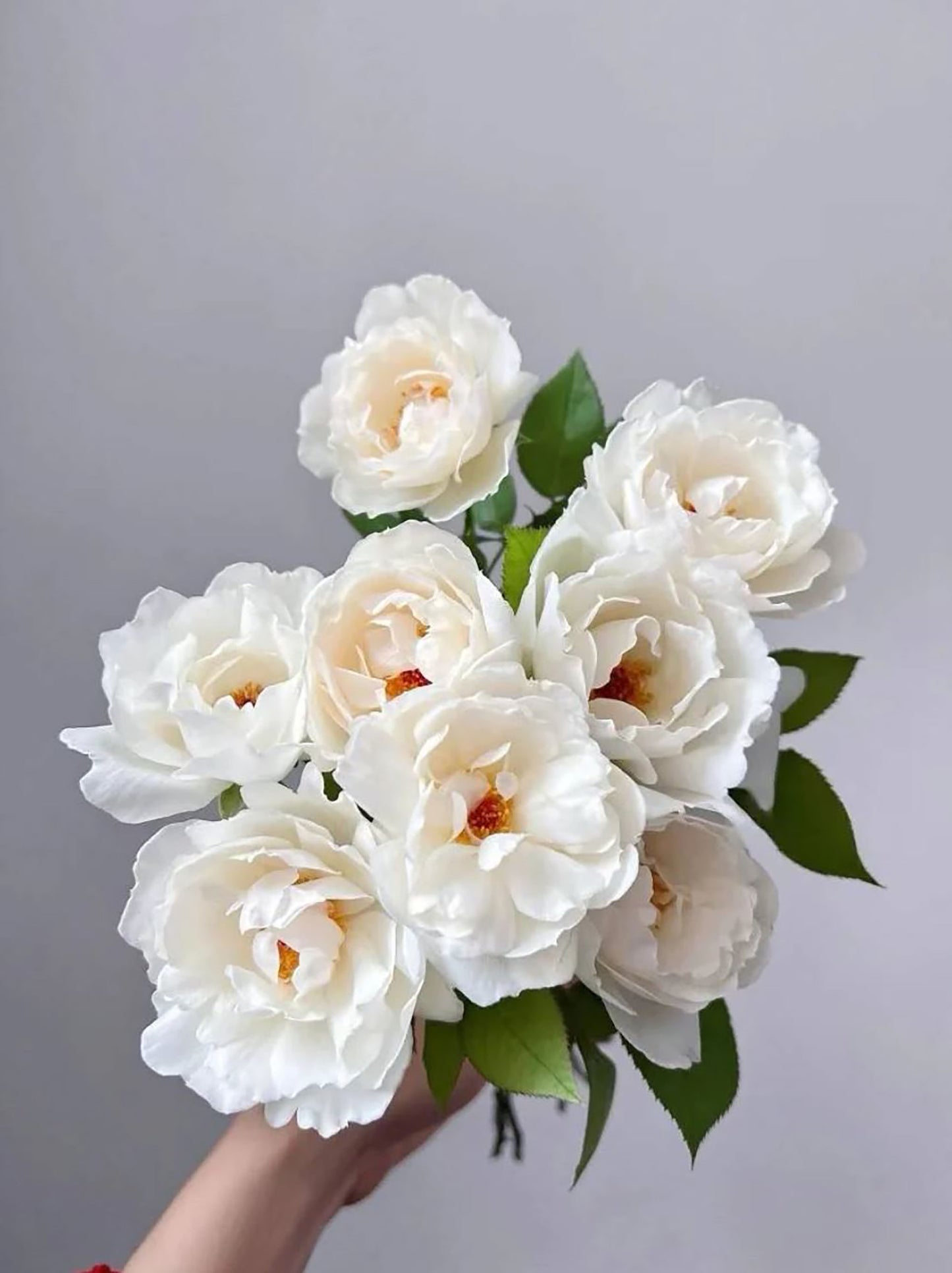 #SPJ089,Neoantique Cygne 新天鹅古董, Japanese Florist Shrub Rose, Non-Grafted/Own Root.