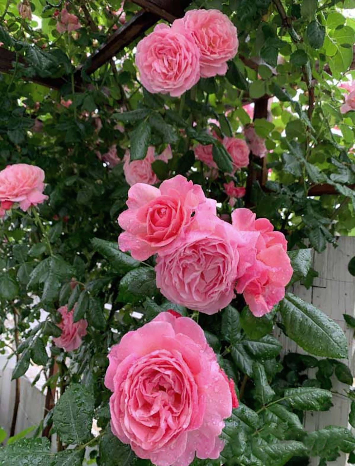 #SPG045,extremely similar to Flora Colonia 科隆百花园, German Climbing & Shrub Roses, Large, Strong fragrance.Heat-tolerant, disease-resistant, Non-Grafted/Own Root.
