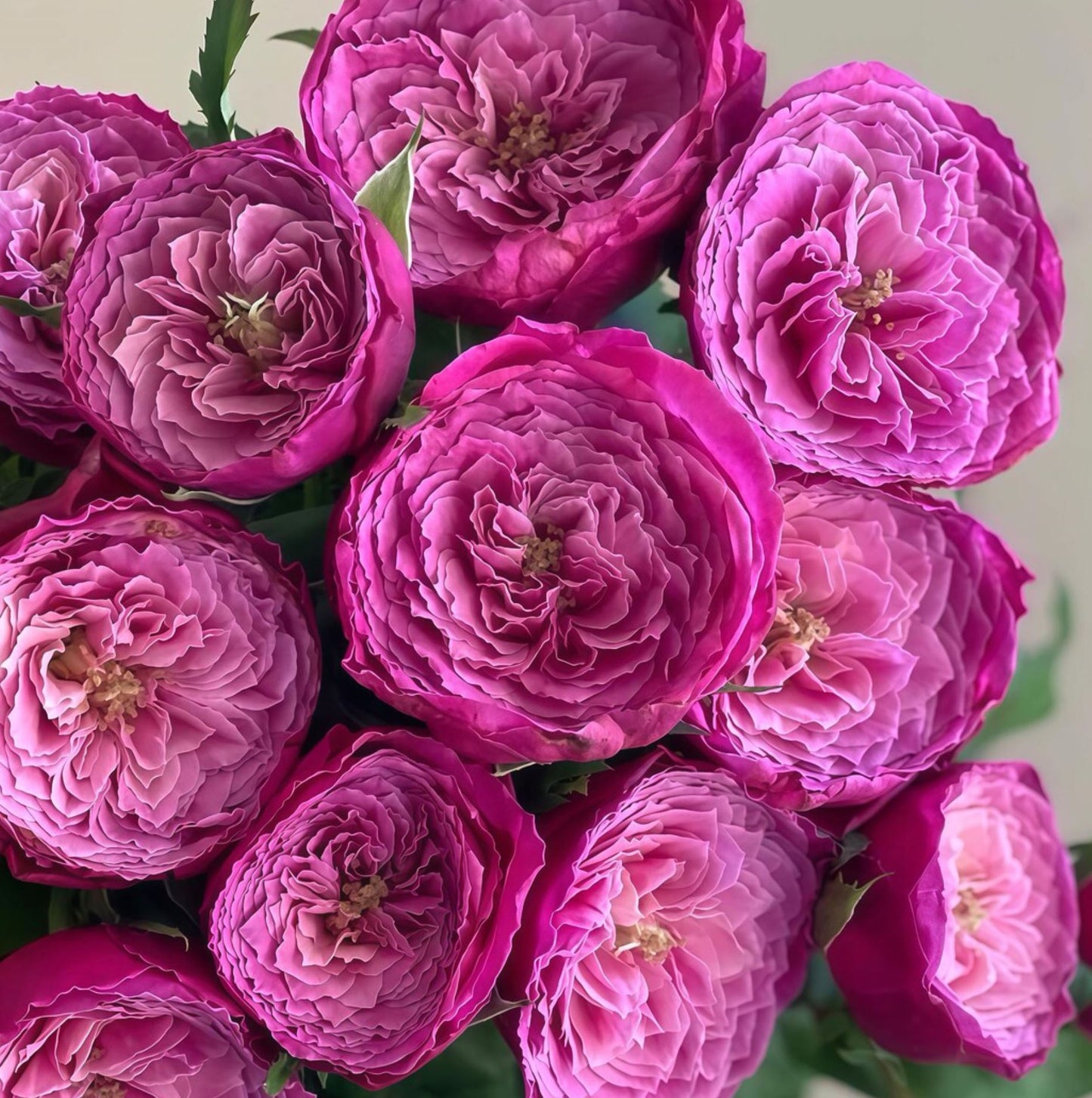 #SPJ110,Yu-zen 友禅, Japanese Florist Shrub Rose, Non-Grafted/Own Root.