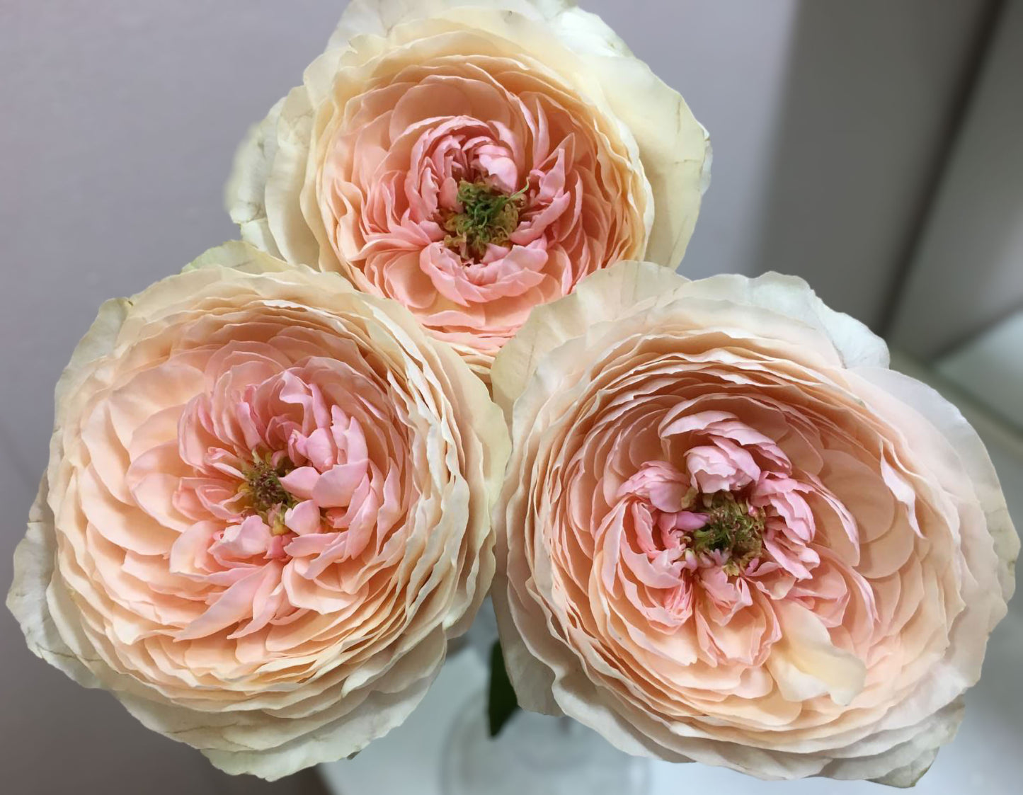 #SPJ151, Extremely Similar to Tsumugi-Hirari 紬-轻柔, Japanese Florist Shrub Rose, Non-Grafted/Own Root.