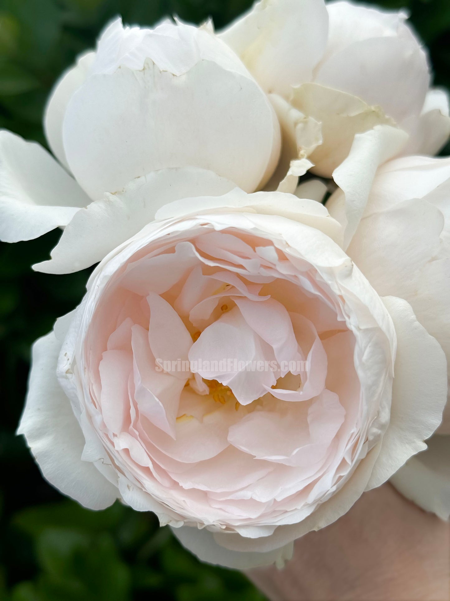#SPJ167, Yuka 芳香之杯,Japanese Shrub Rose,Non-Grafted/Own Root.