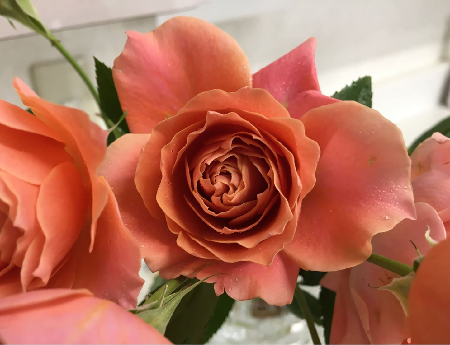 #SPJ070, Cheerleader 啦啦队长, Japanese Shrub Rose. Non-Grafted/Own Root.