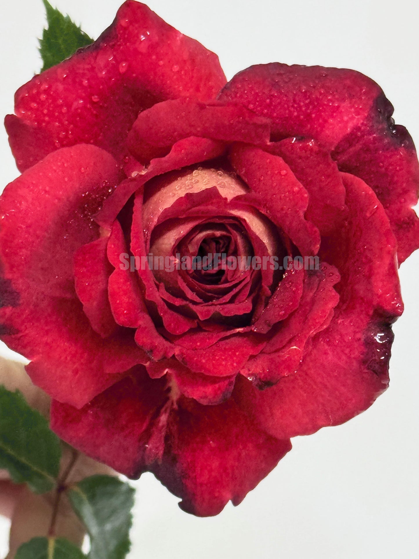 #SPF037,extremely similar to Dominique Massad 马萨德医生, French Shrub Rose,strawberry fragrance, repeat flowering, Non-Grafted/Own Root.