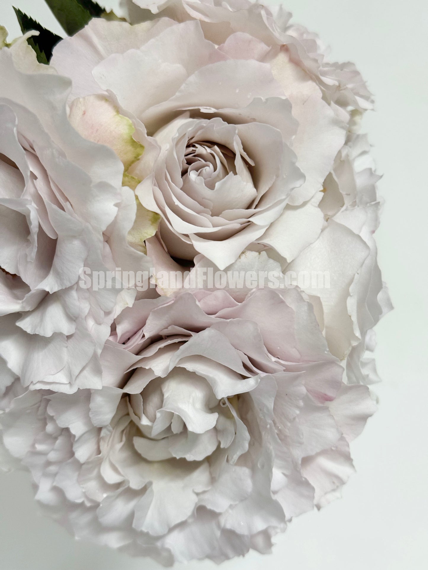 #SPJ101,Saphiret 莎菲天使 , Japanese Shrub Rose,Non-Grafted/Own Root.