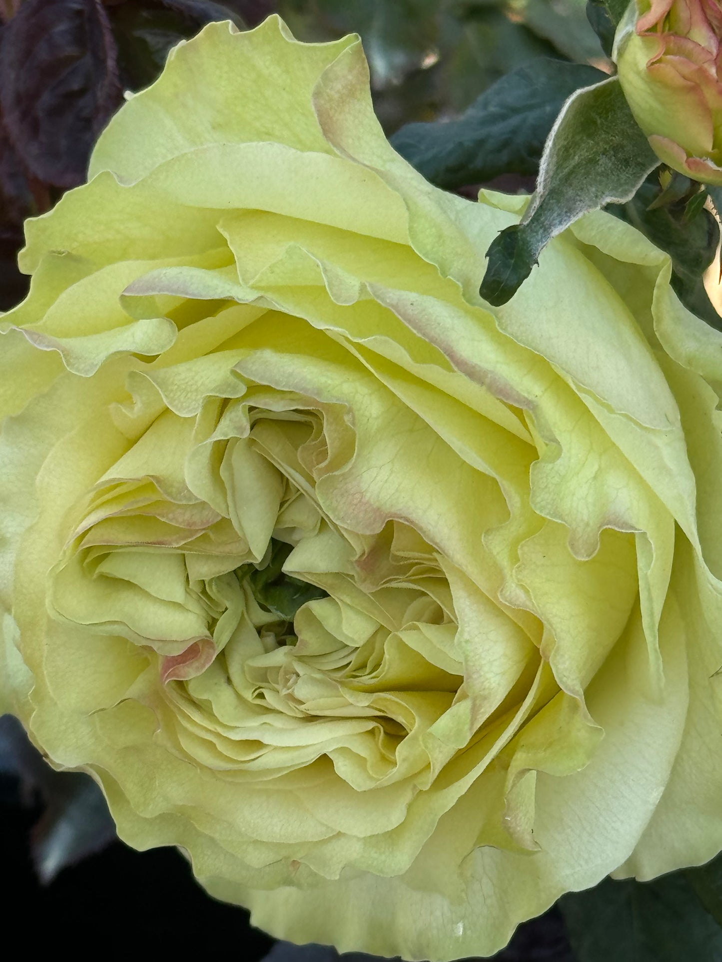 #SPN118,extremely similar to Dynamic 琉璃翠, Netherlands Florist Shrub Rose.