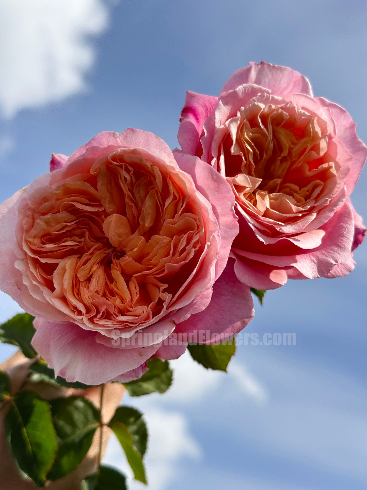 #SPN153,Victoria's Secret  维多利亚的秘密 , Shrub Rose , Non-Grafted/Own Root.