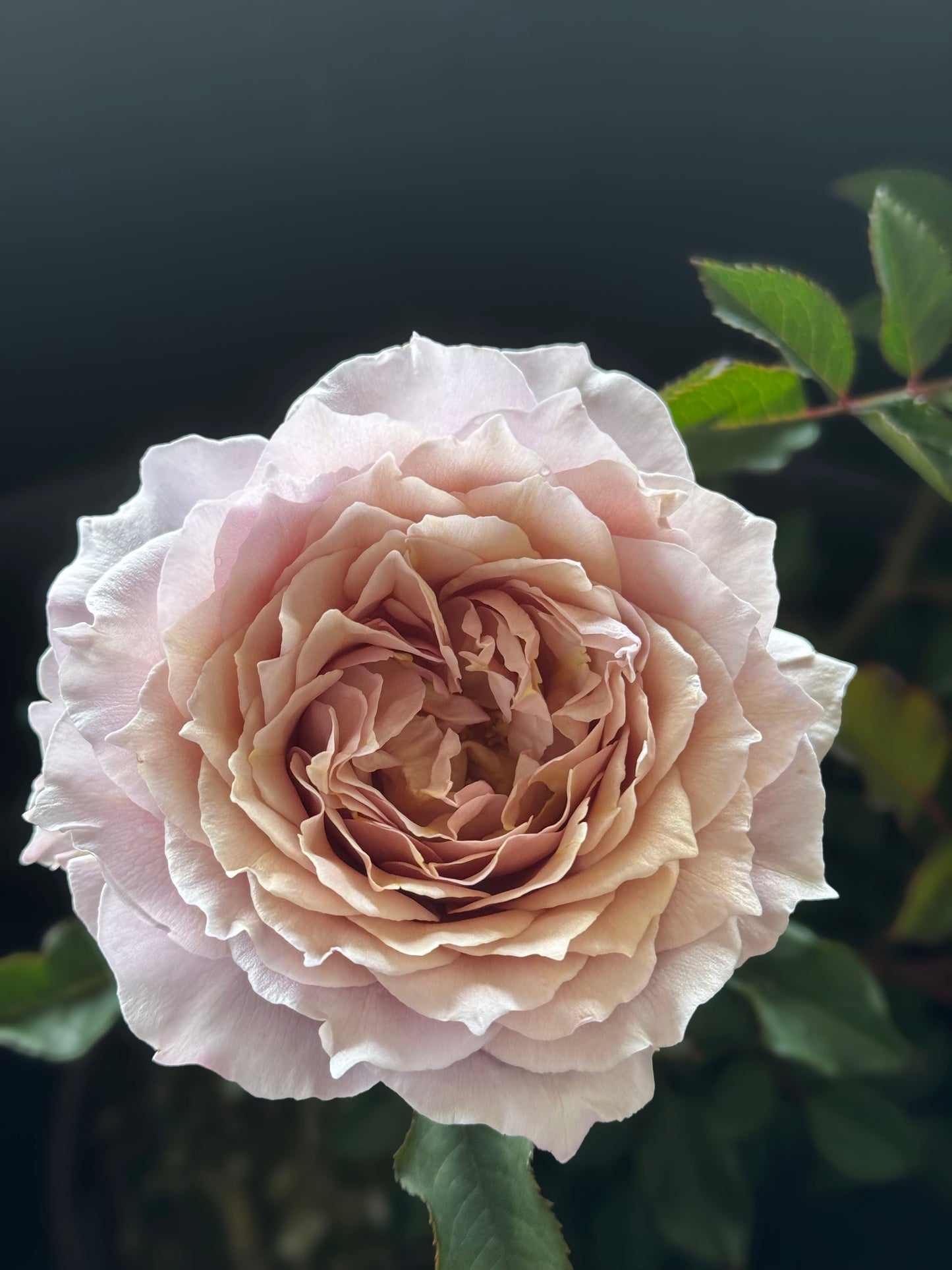 #SPC207, Fragment of Fall 锁清秋,Chinese Floribunda Rose, Upright, Repeat-Flowering, Excellent Disease Resistance,Non-Grafted/Own Root..